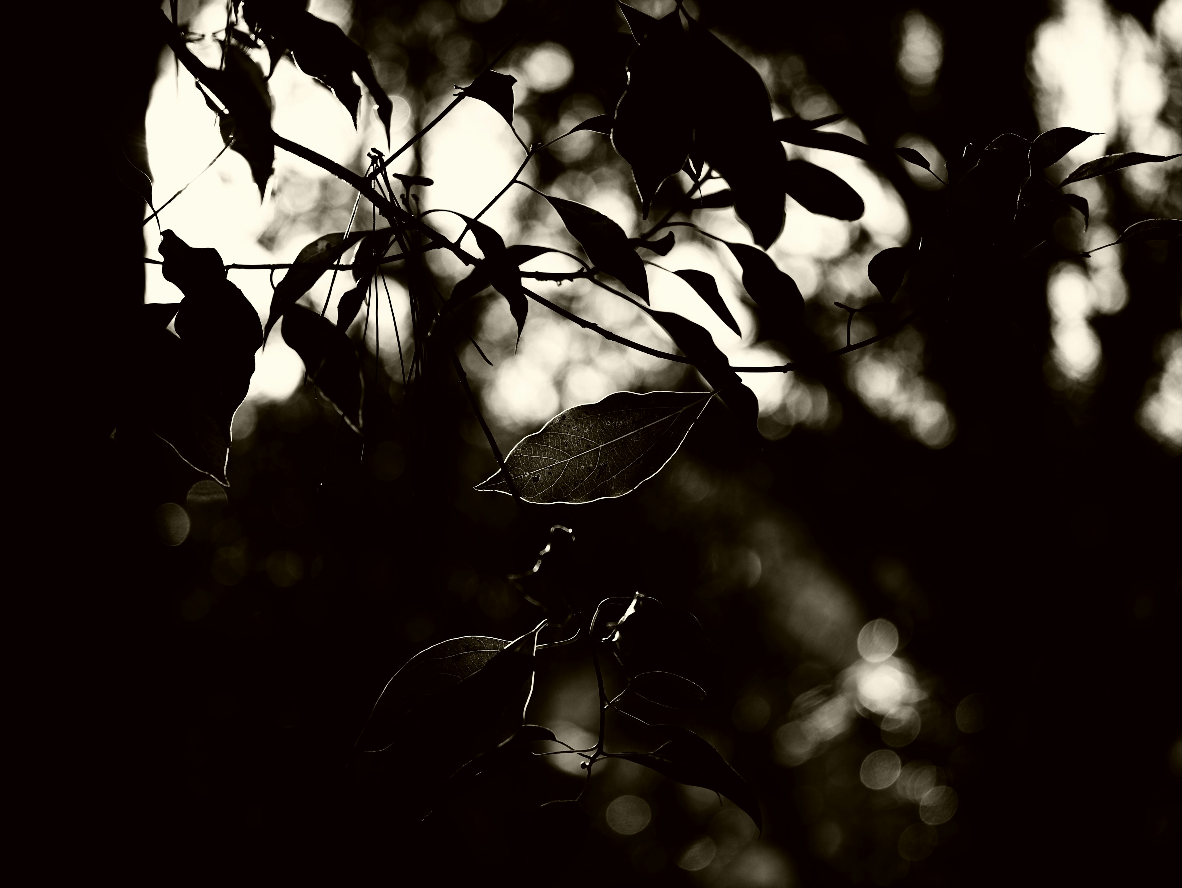 Silhouette of leaves against a dark background