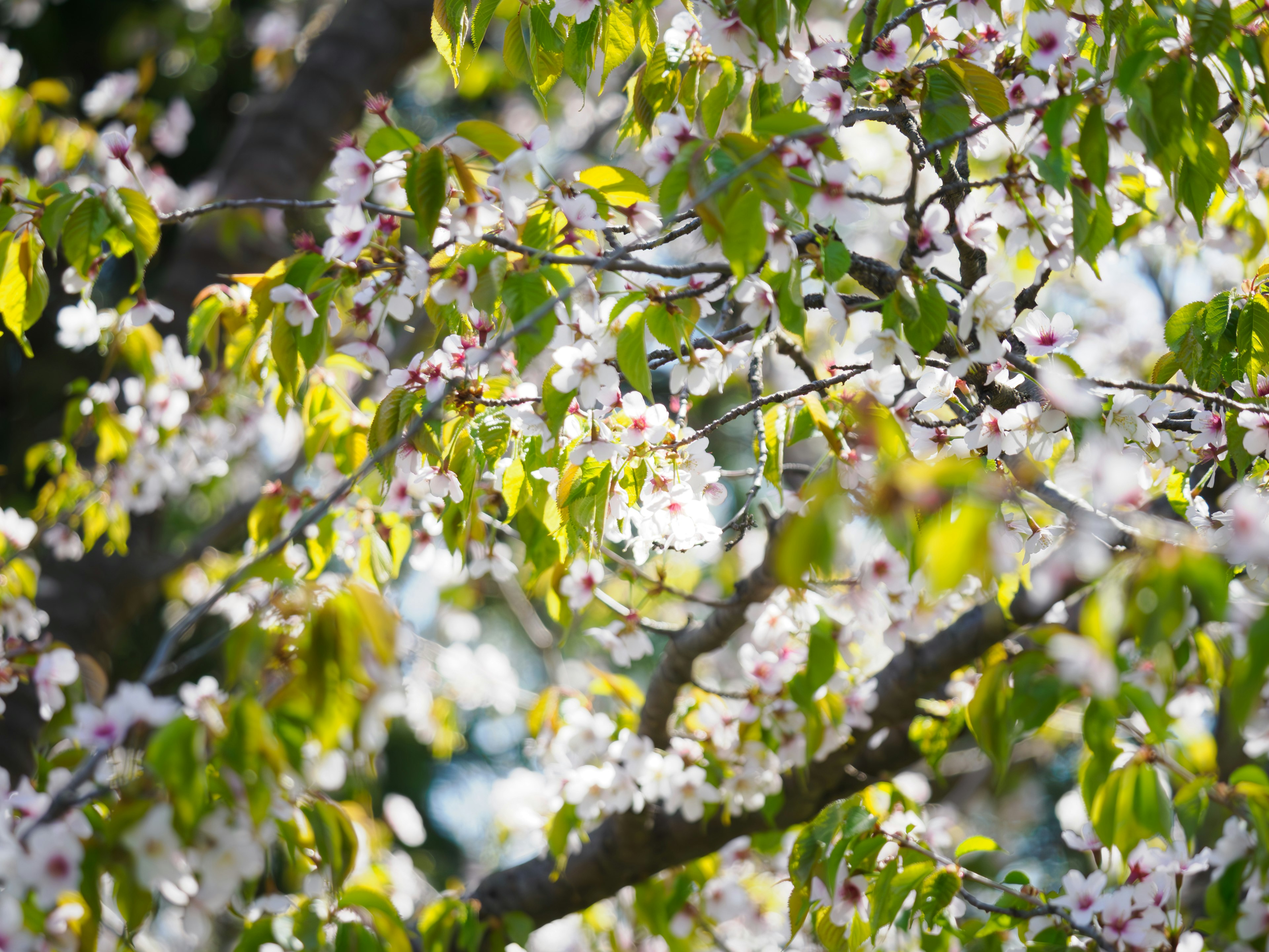 Acercamiento de flores de cerezo y hojas verdes en una rama