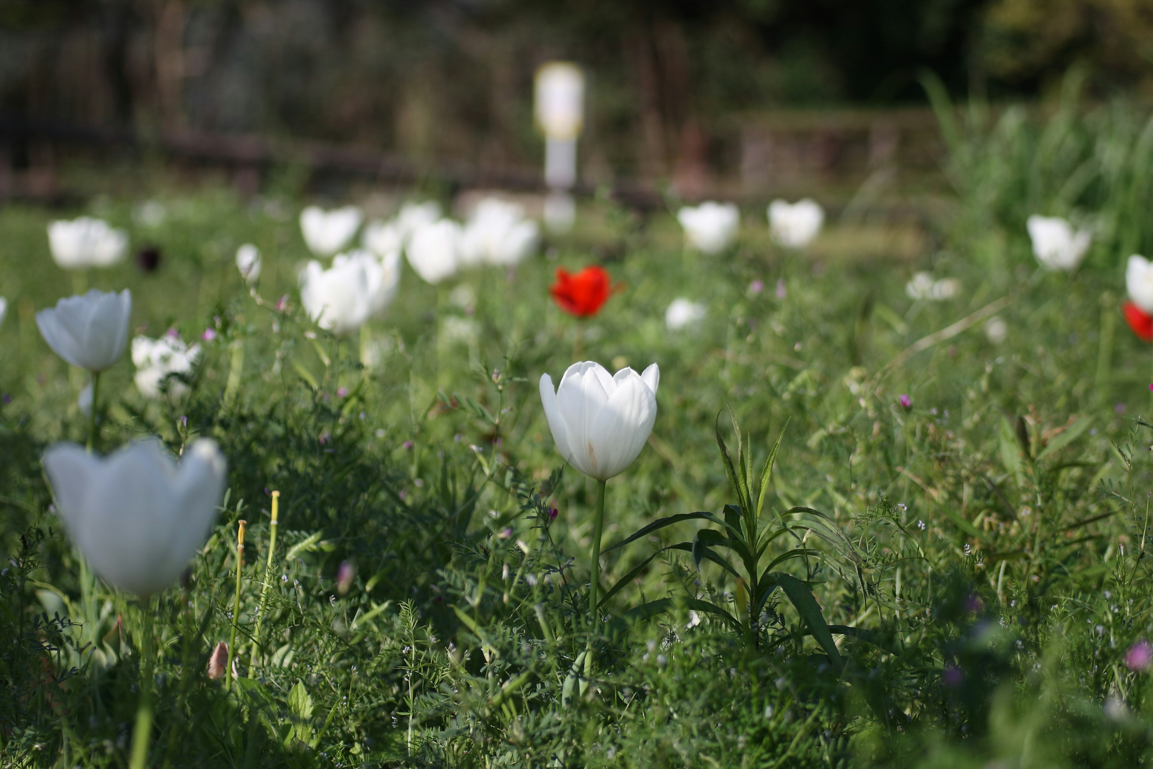 Un champ de tulipes blanches avec une seule fleur rouge