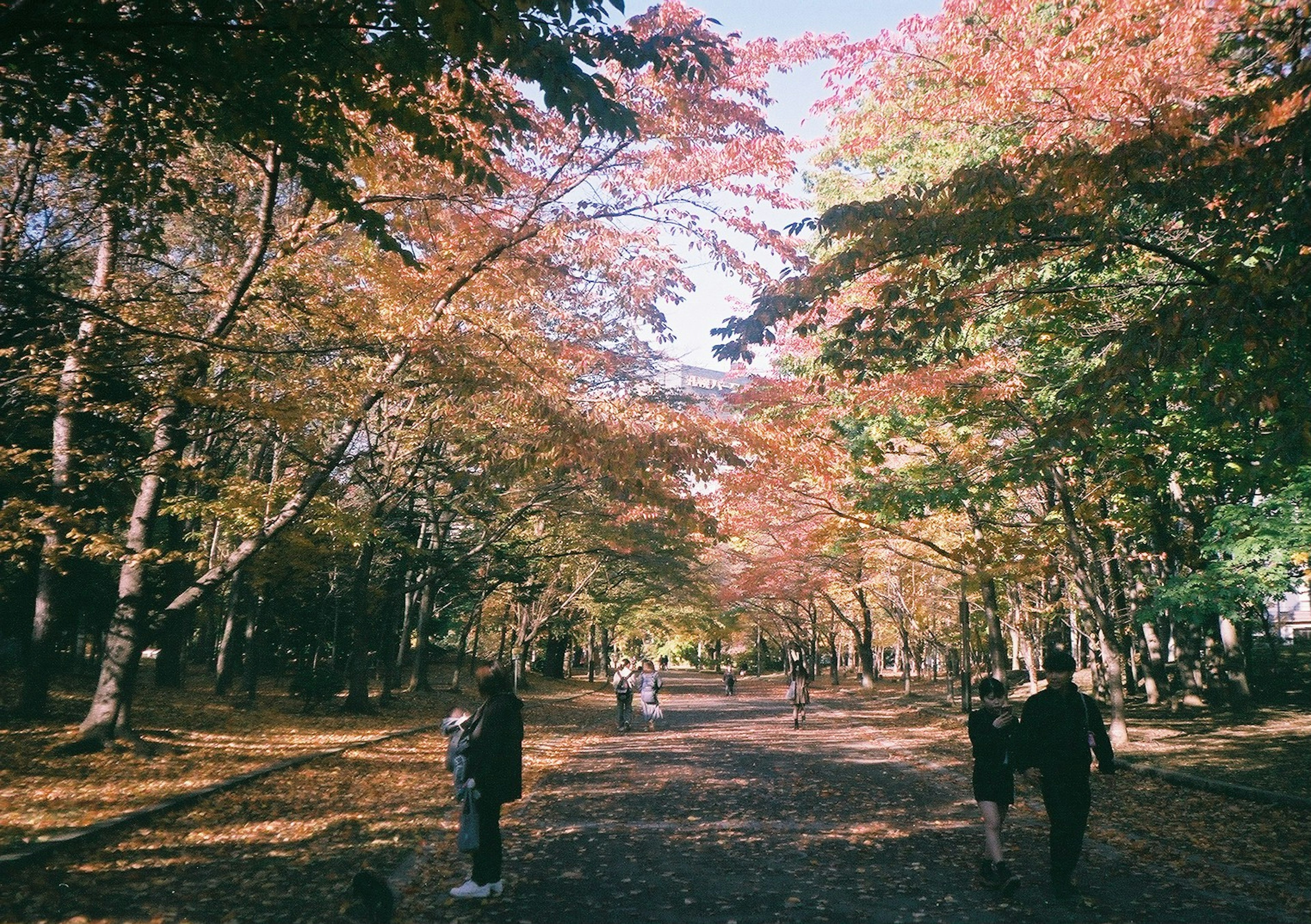 秋の色彩を持つ木々が並ぶ小道を歩く人々の風景