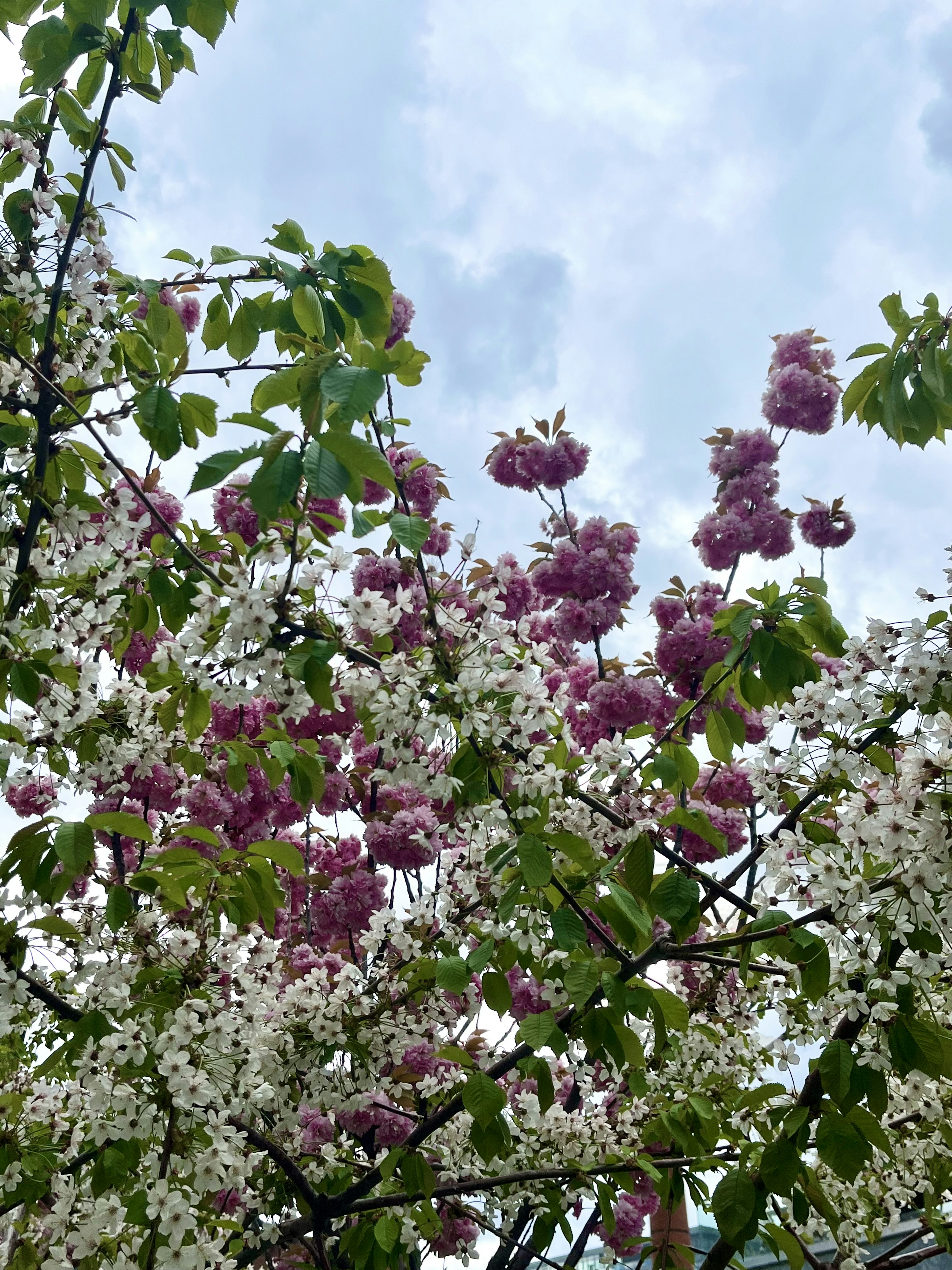 Baumzweige mit weißen und lila Blumen unter blauem Himmel