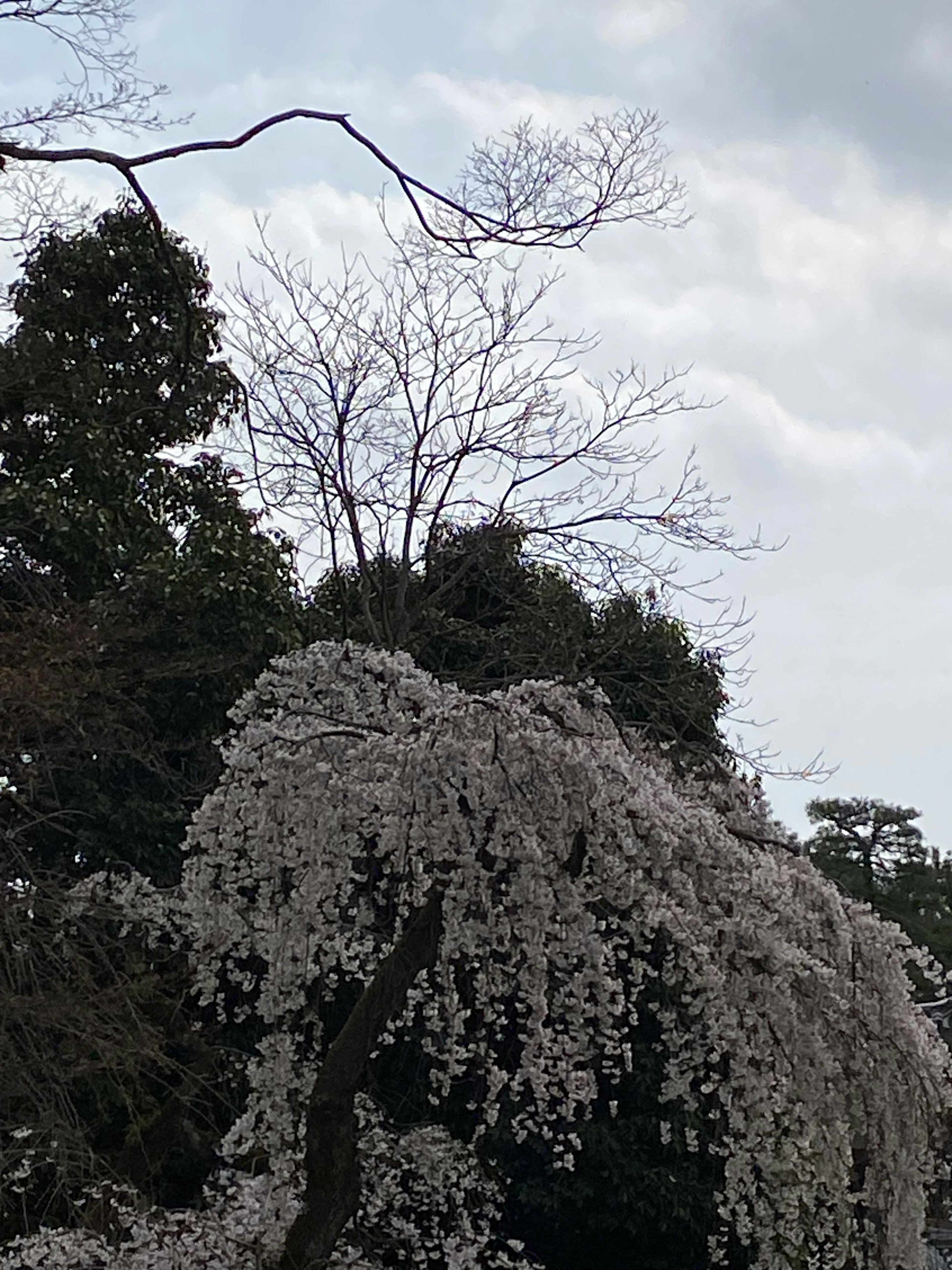 桜の花が満開の木と葉のない木が共存する風景