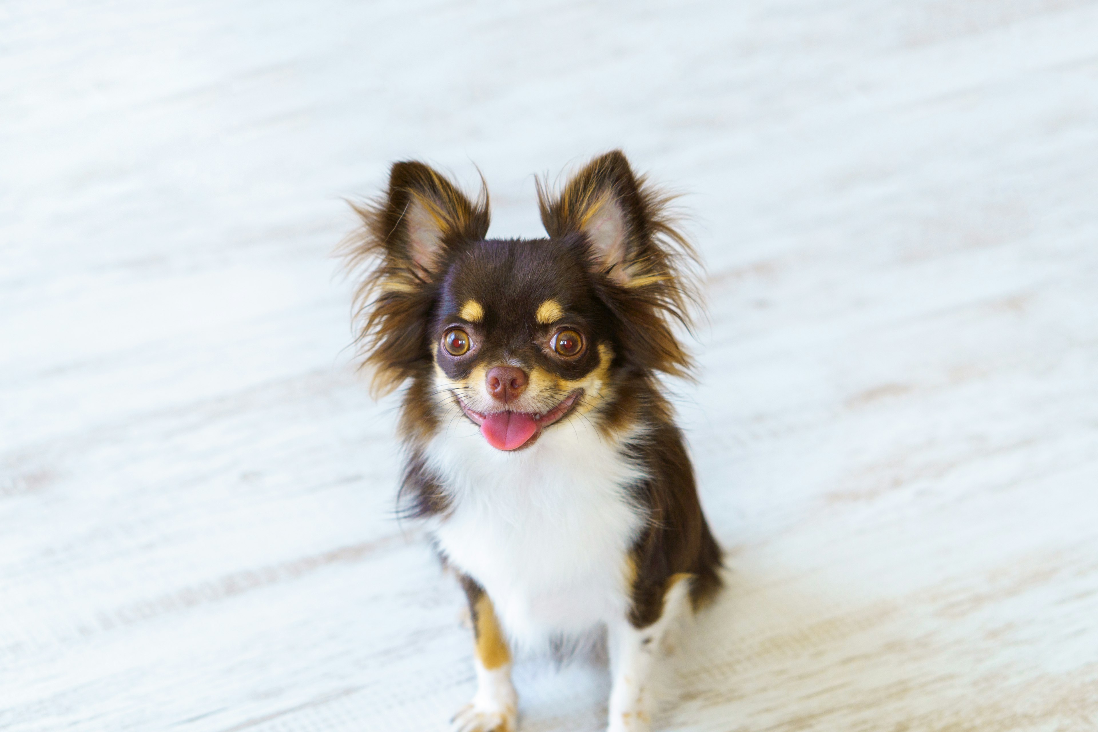 Carino Chihuahua che sorride in un ambiente interno luminoso