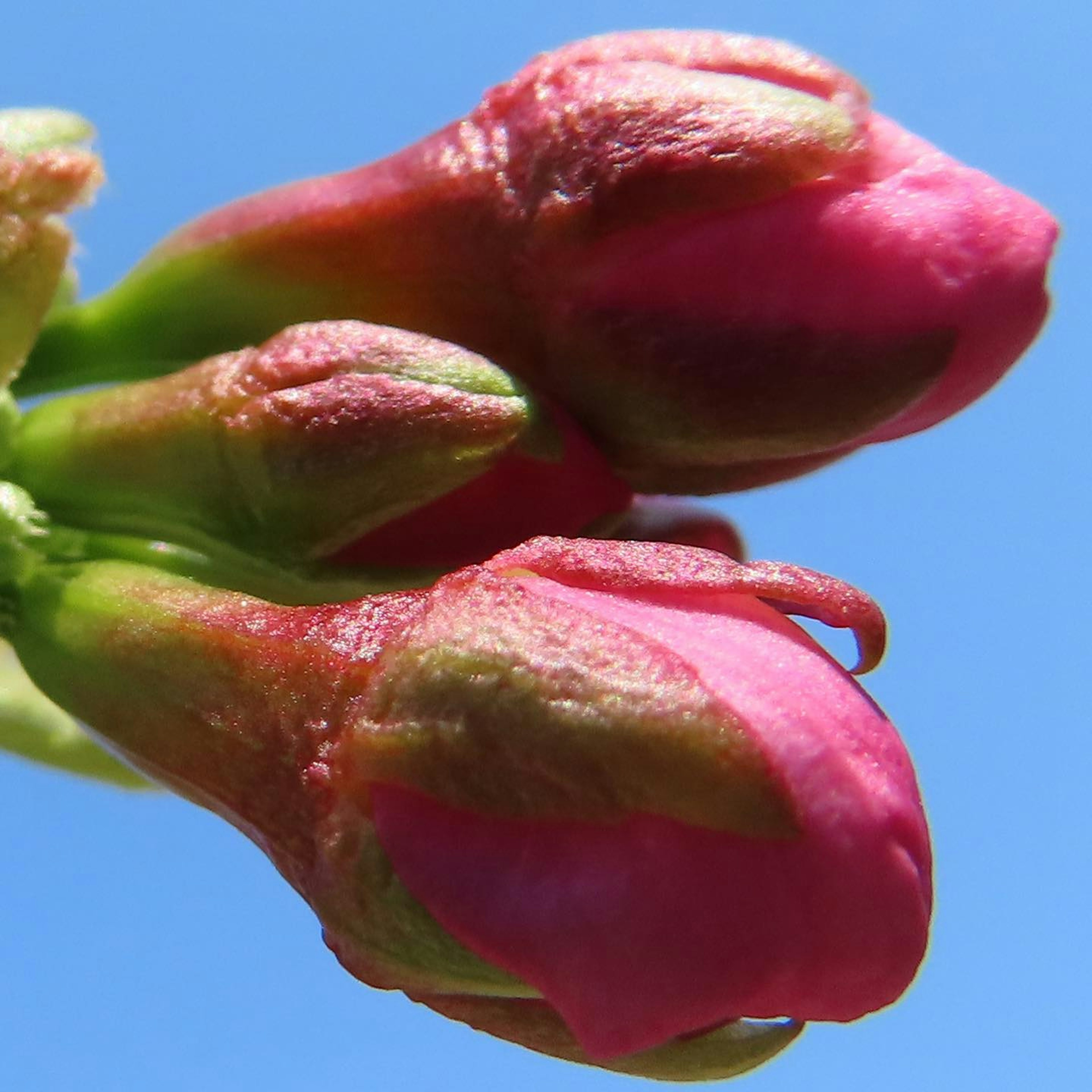 ピンクの花のつぼみが青空の下で開こうとしている様子