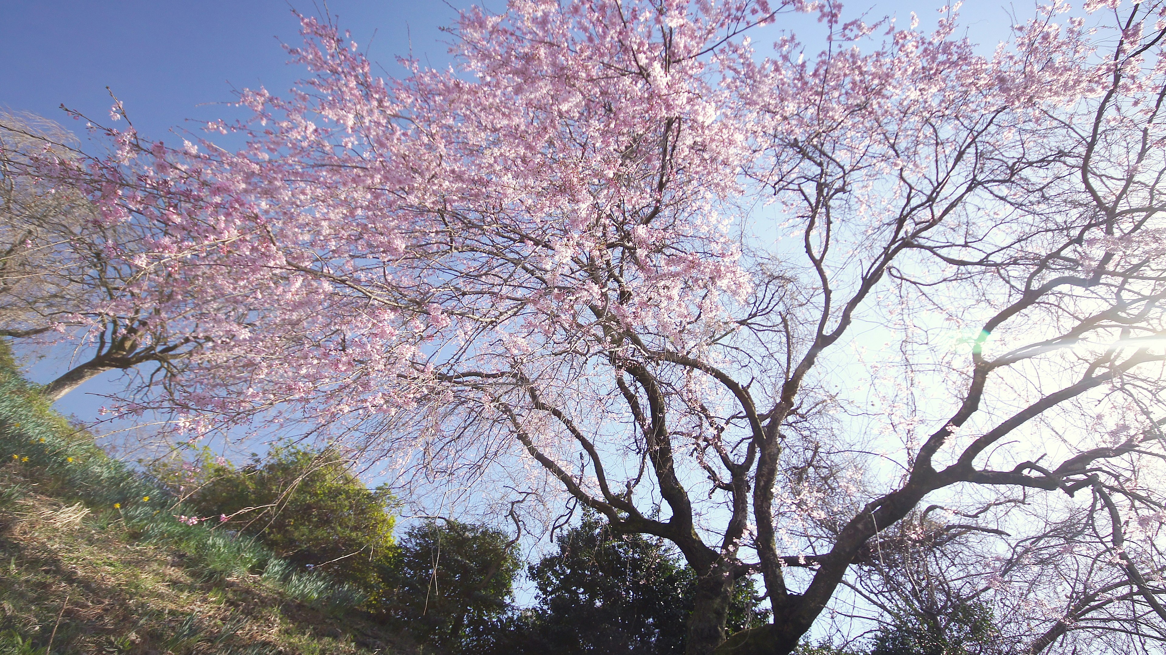 A cherry blossom tree blooming under a blue sky