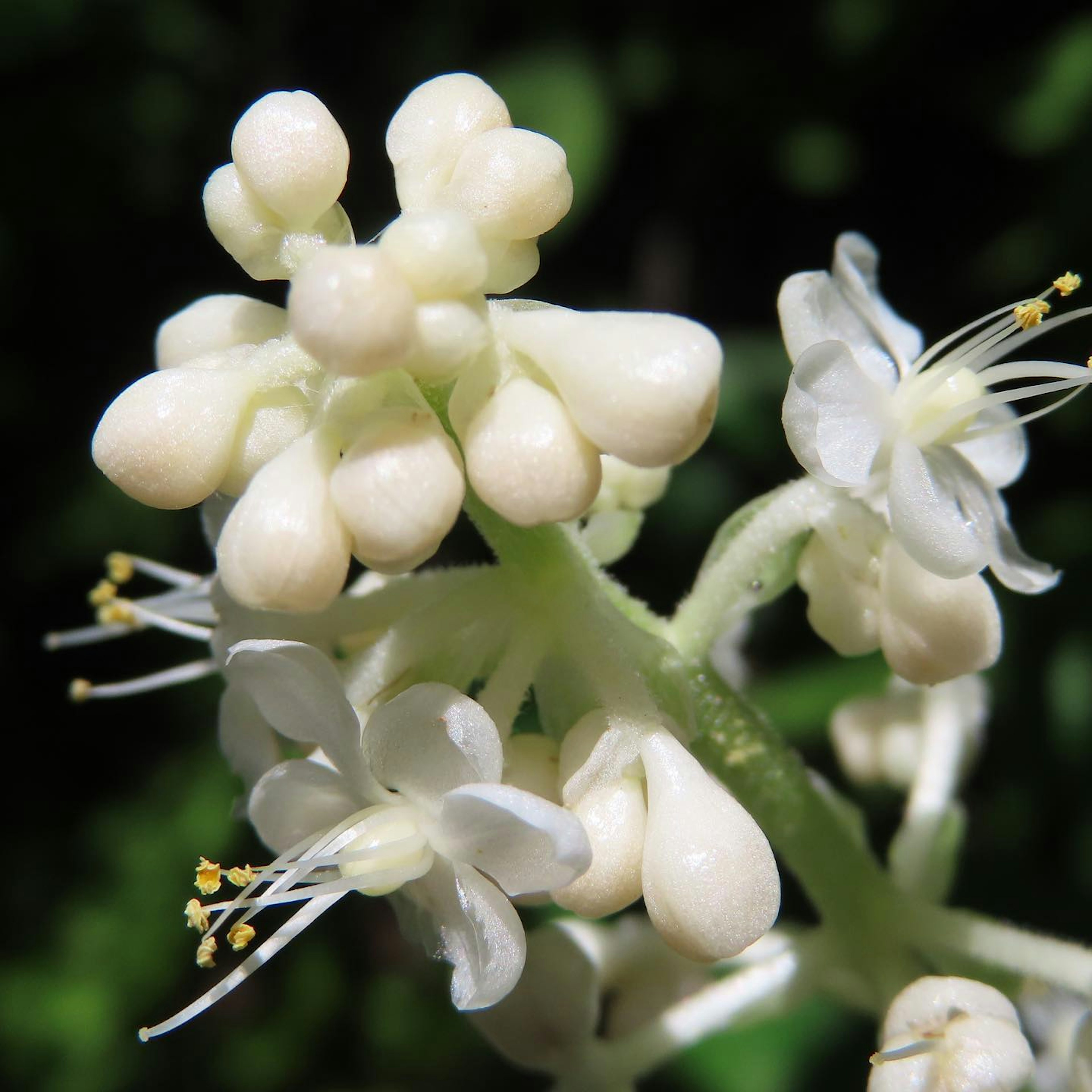 Primo piano di fiori bianchi con petali distintivi e stami su un fusto snodato