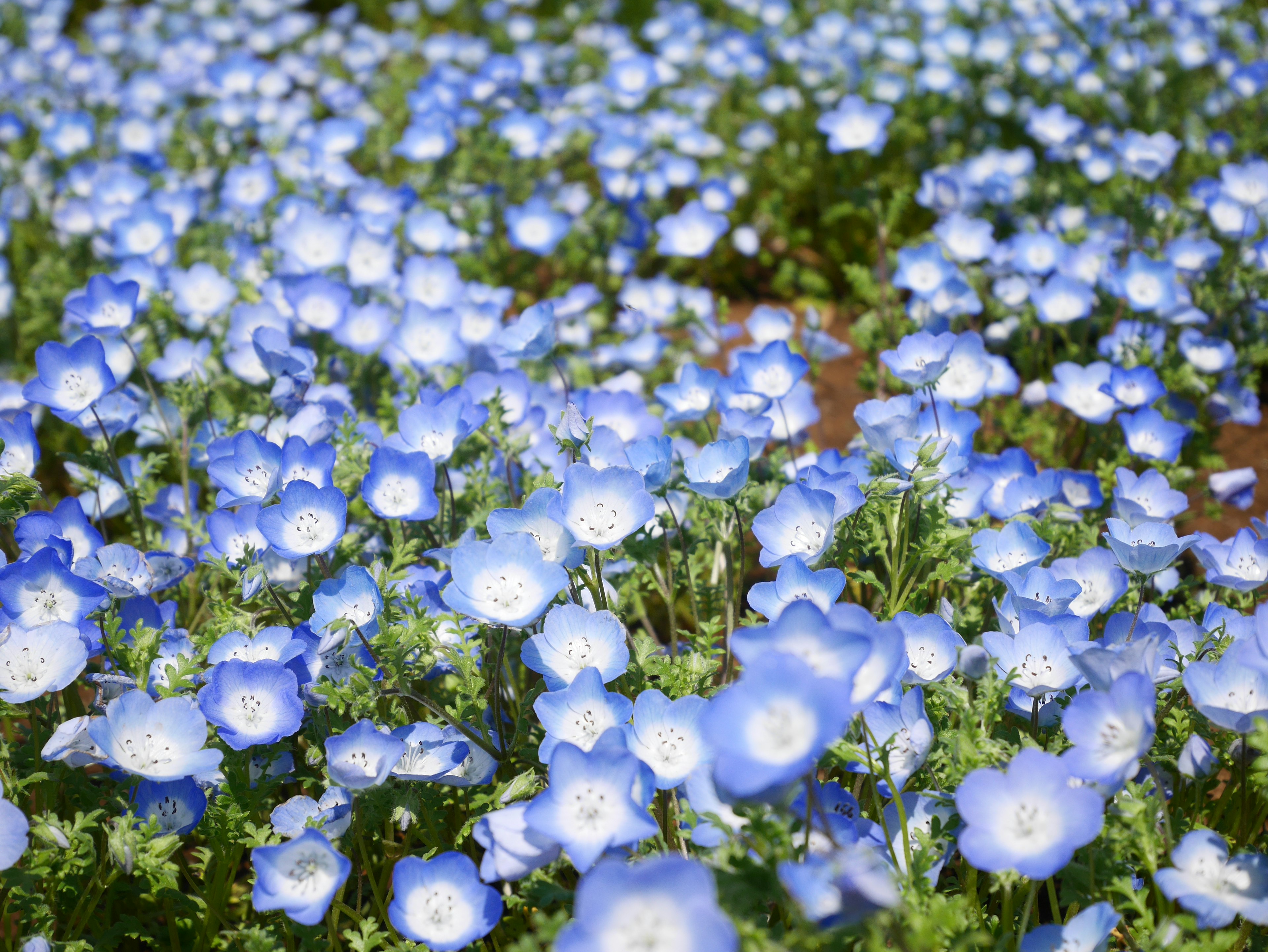 盛开的蓝色花朵田野