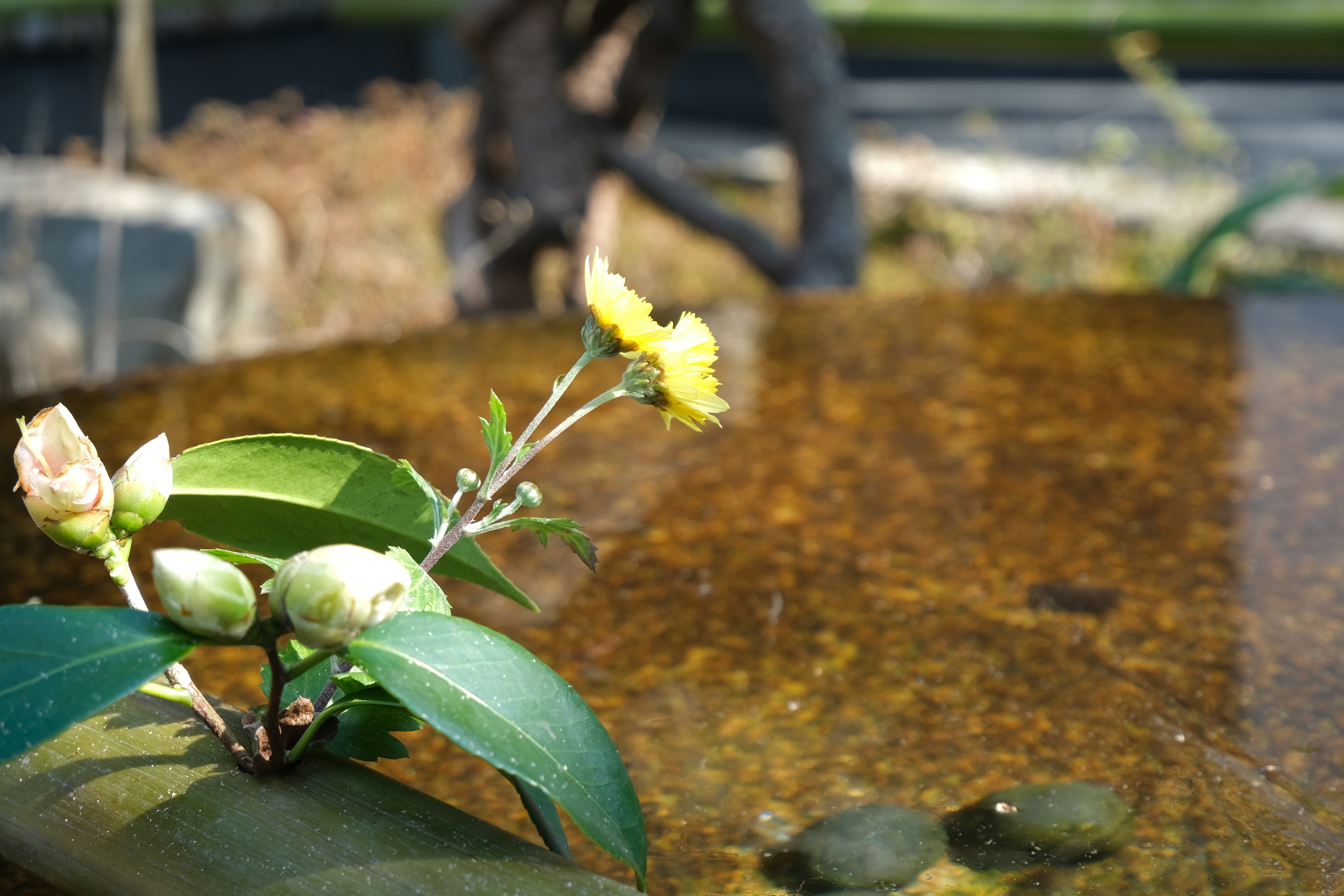 Flowering plant and buds floating on water surface with blurred natural background