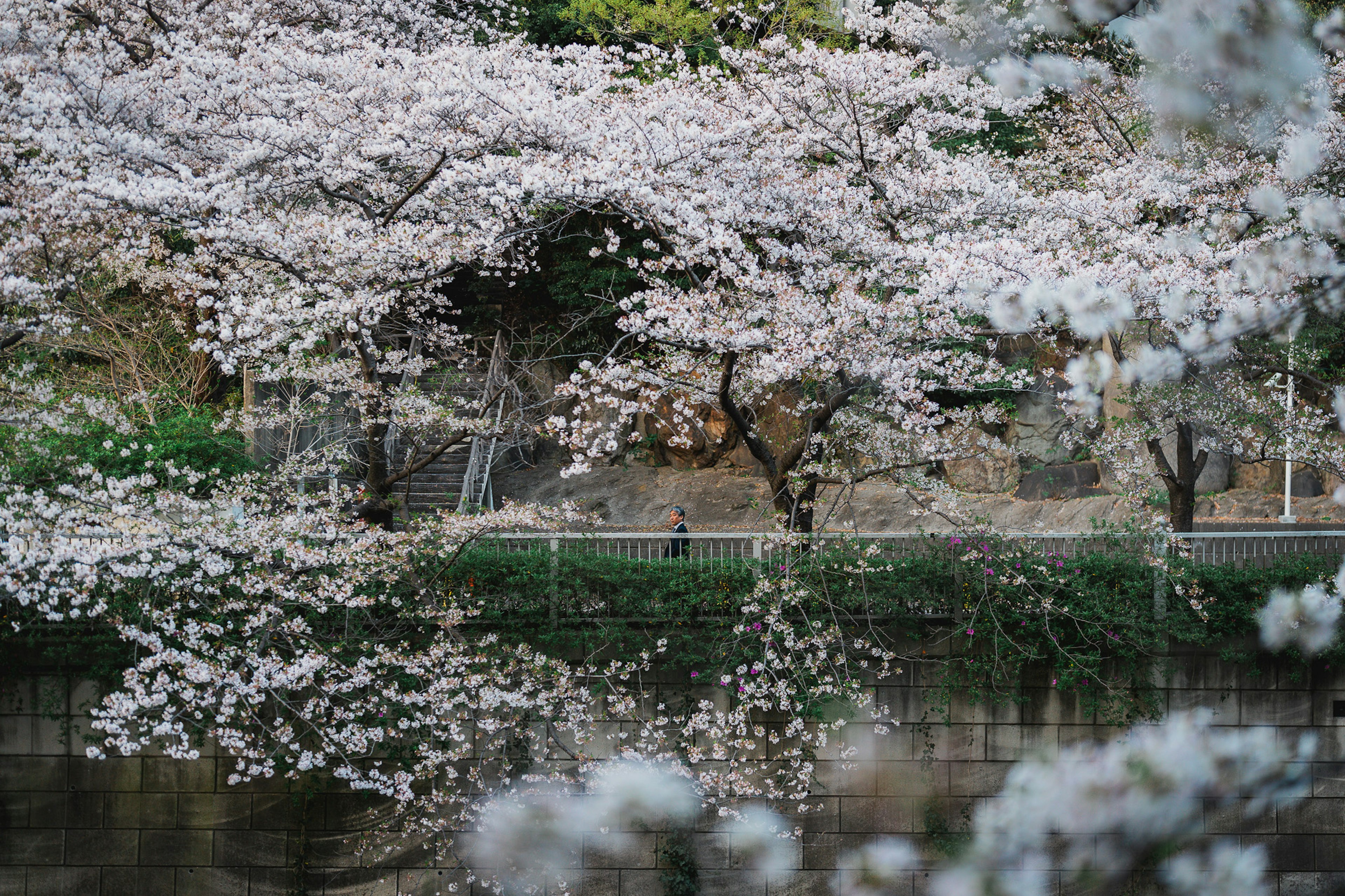 Árboles de cerezo en flor junto a un río