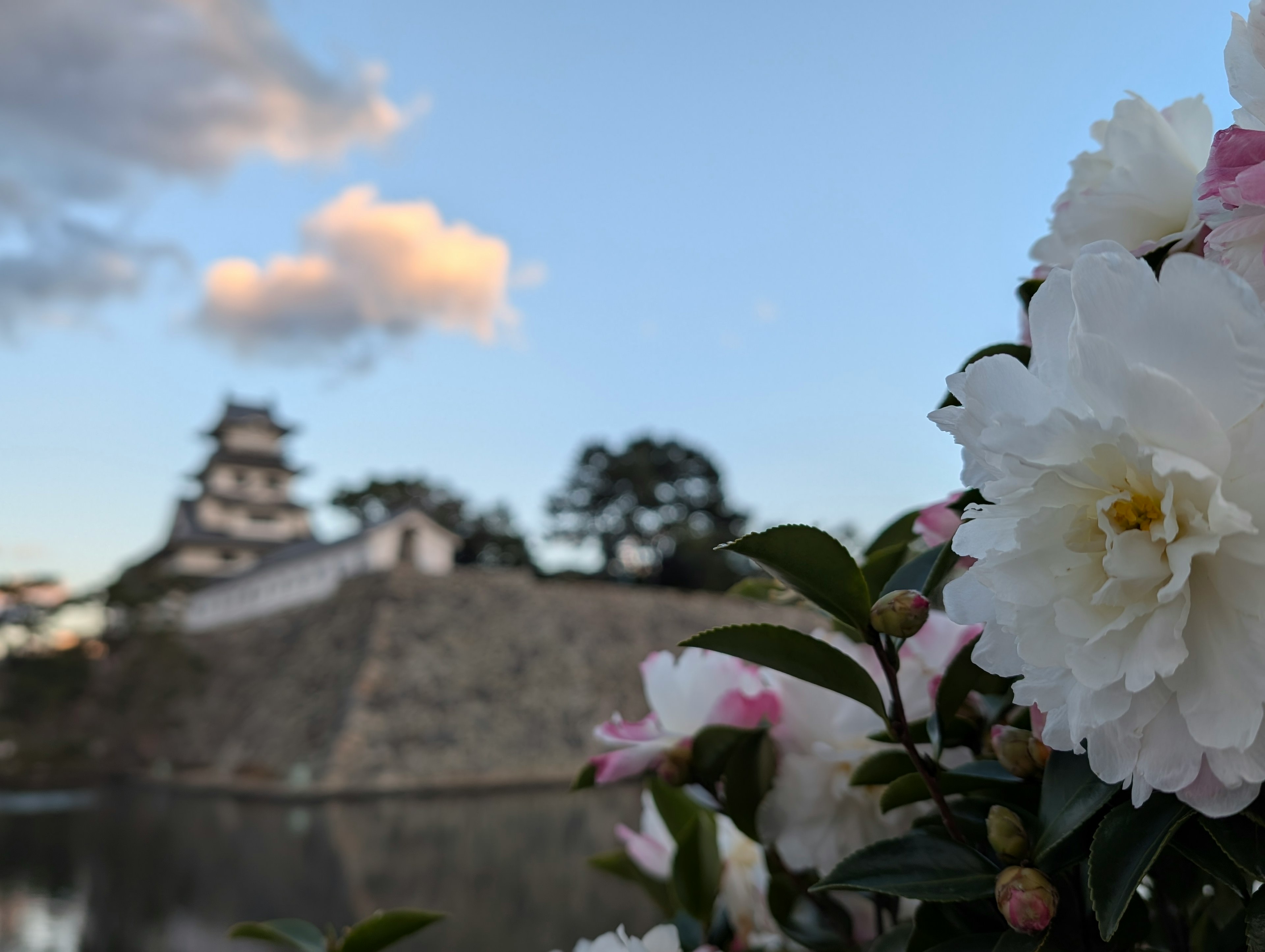 Flores blancas en primer plano con un castillo al fondo