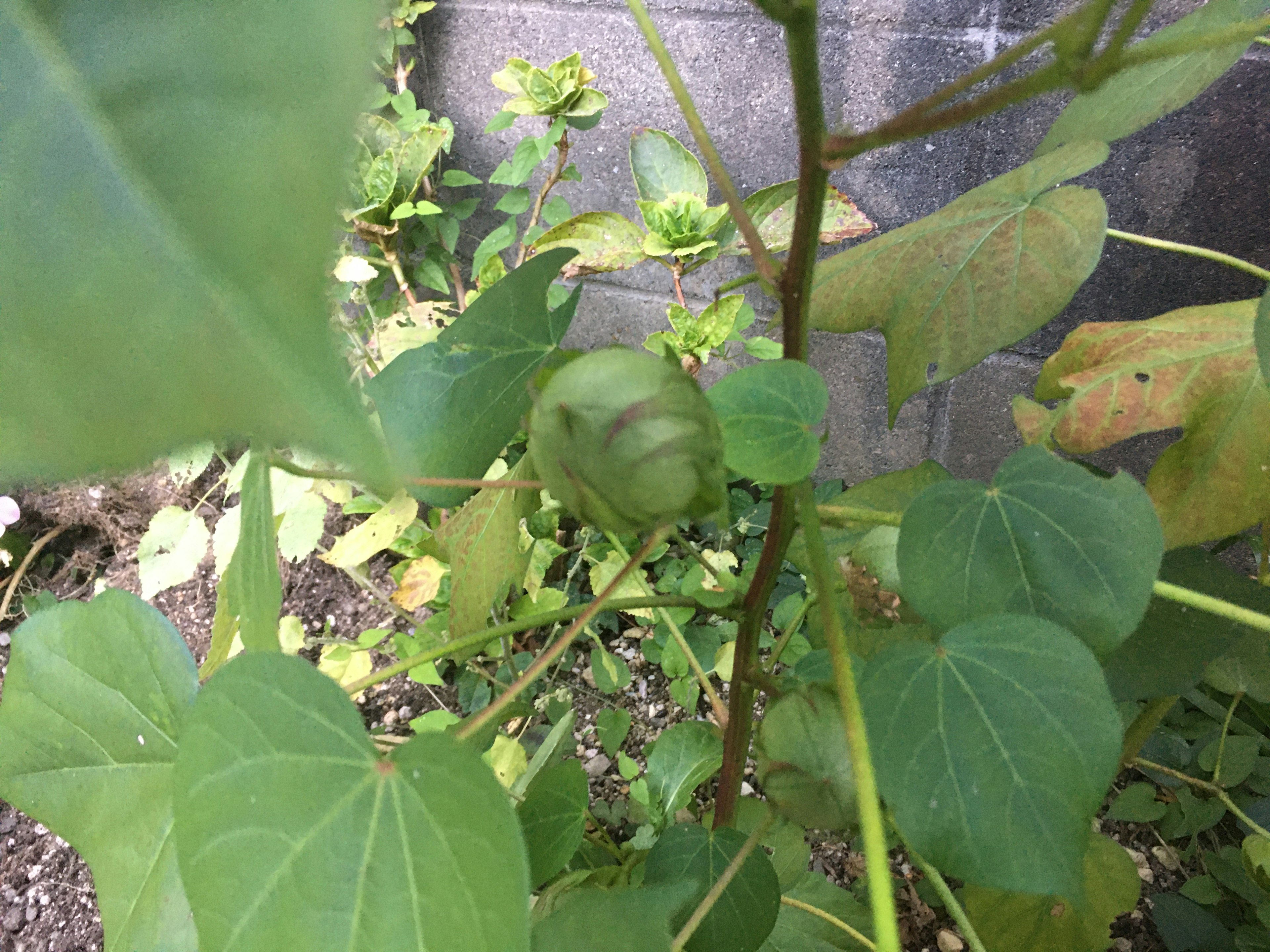 緑の葉に囲まれた植物のつぼみが見える