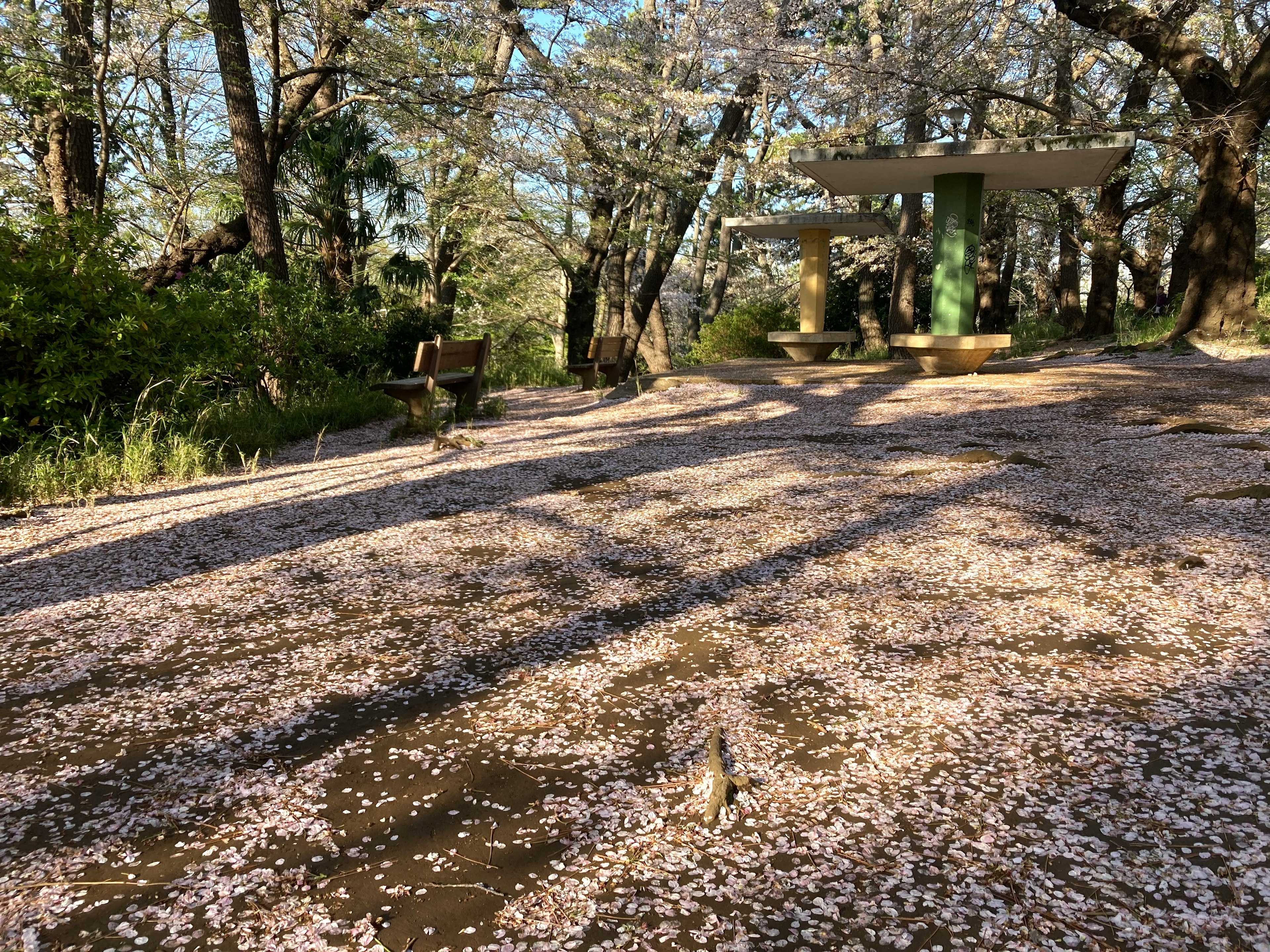 Park scene with scattered cherry blossom petals green trees and benches