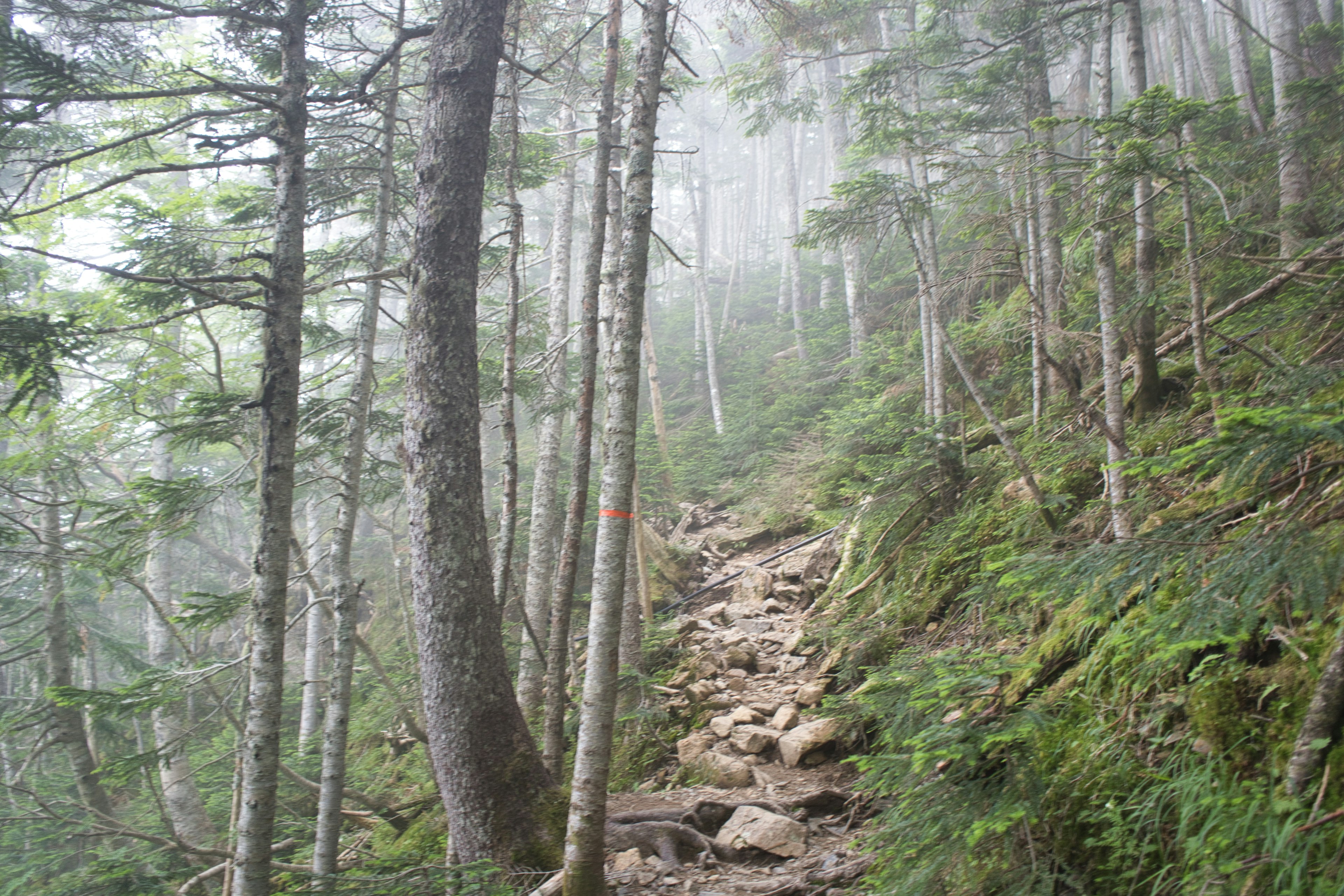 Sentiero di montagna panoramico avvolto nella nebbia con vegetazione lussureggiante