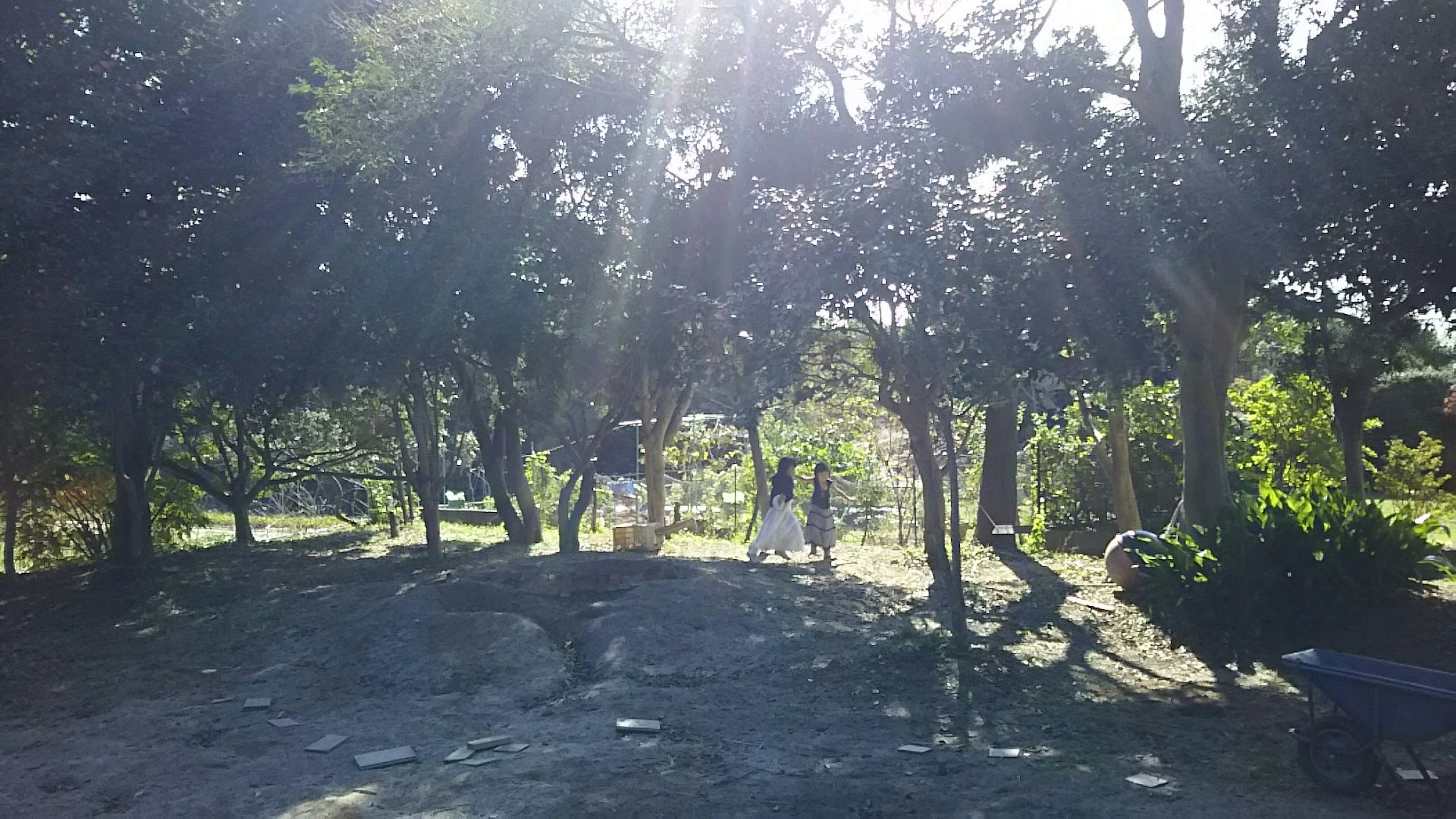 Végétation luxuriante avec la lumière du soleil filtrant à travers les arbres