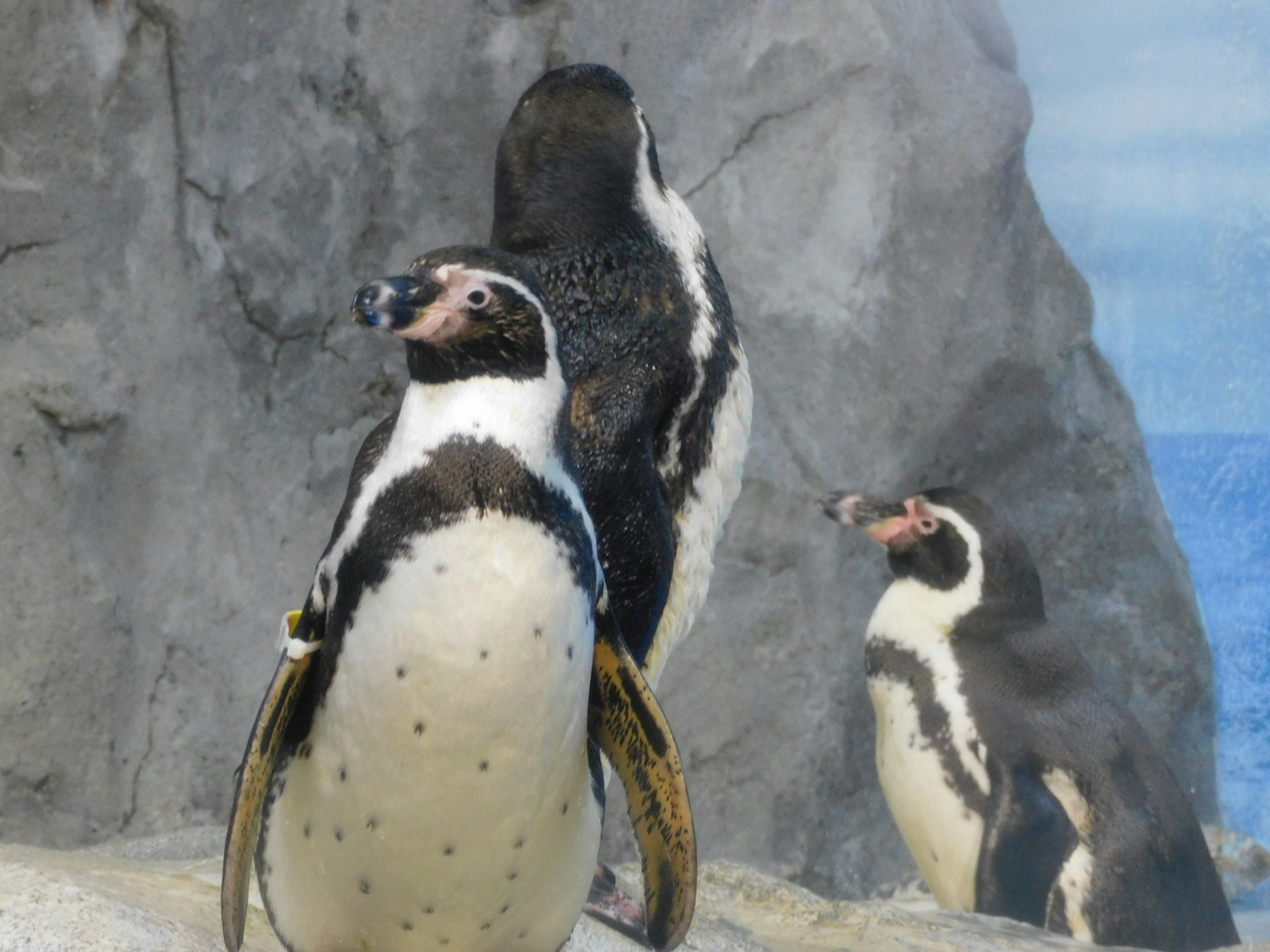 A group of penguins standing near rocky terrain