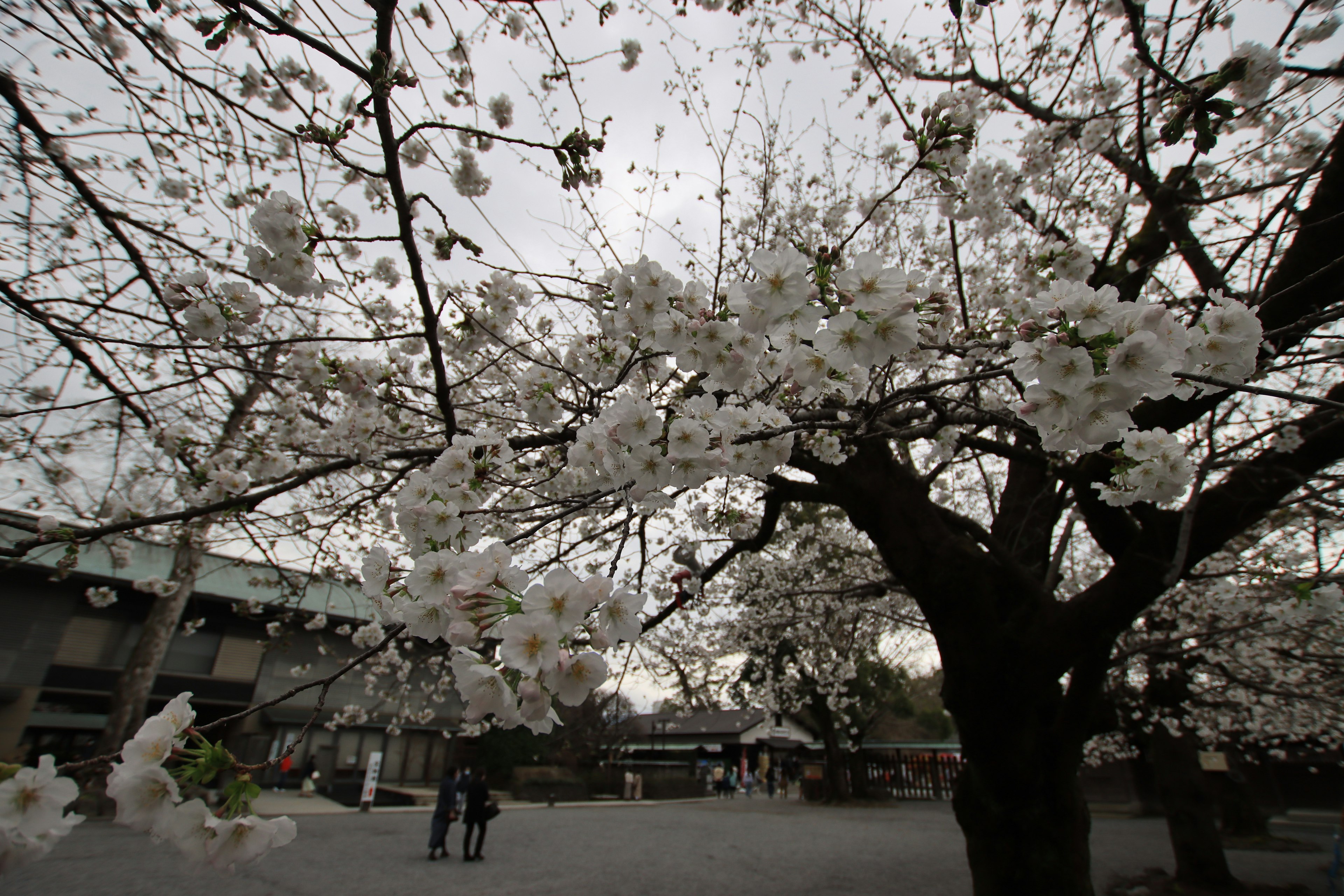 Cherry blossom tree with white flowers against a cloudy sky