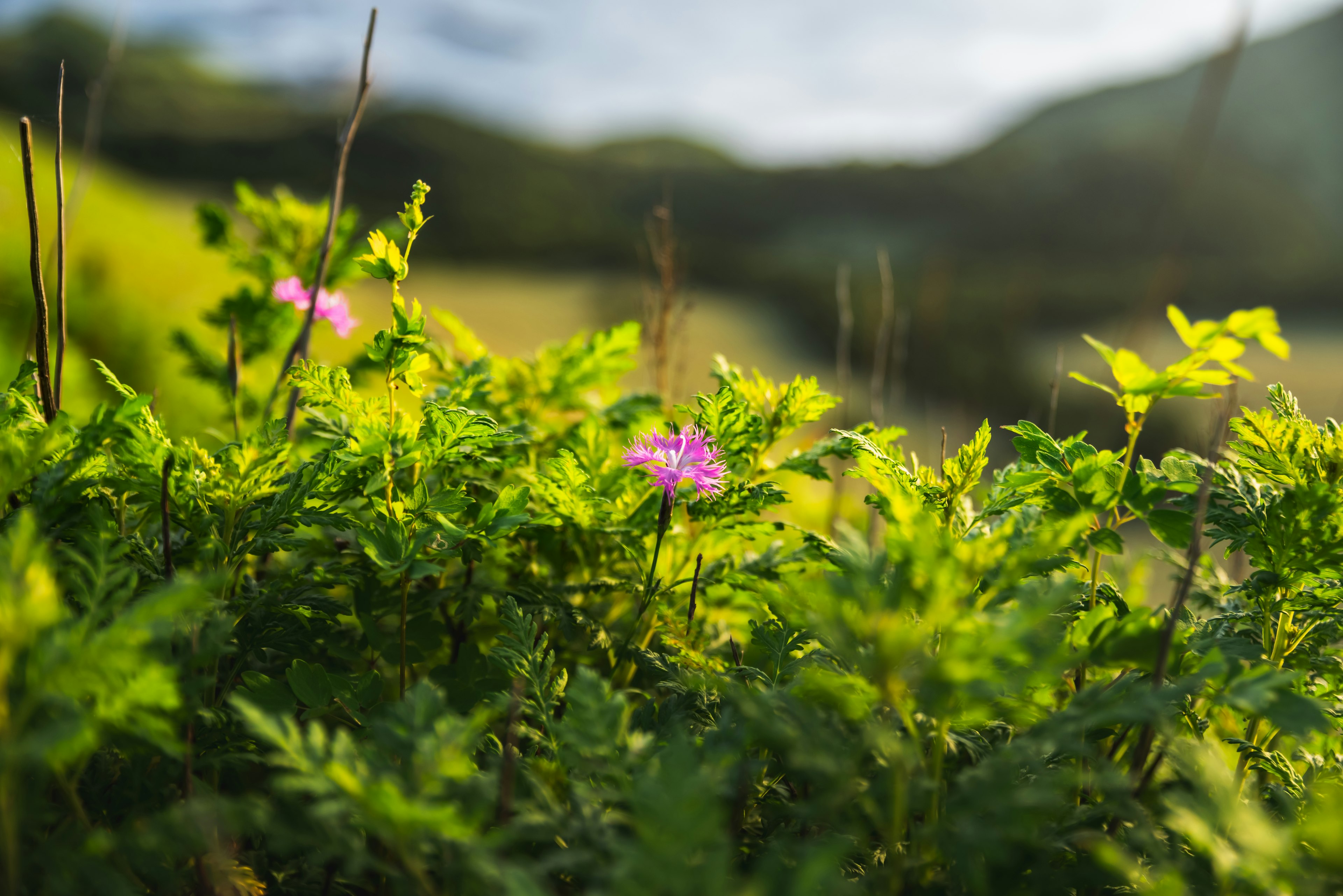 Un piccolo fiore viola che sboccia tra le foglie verdi vivaci