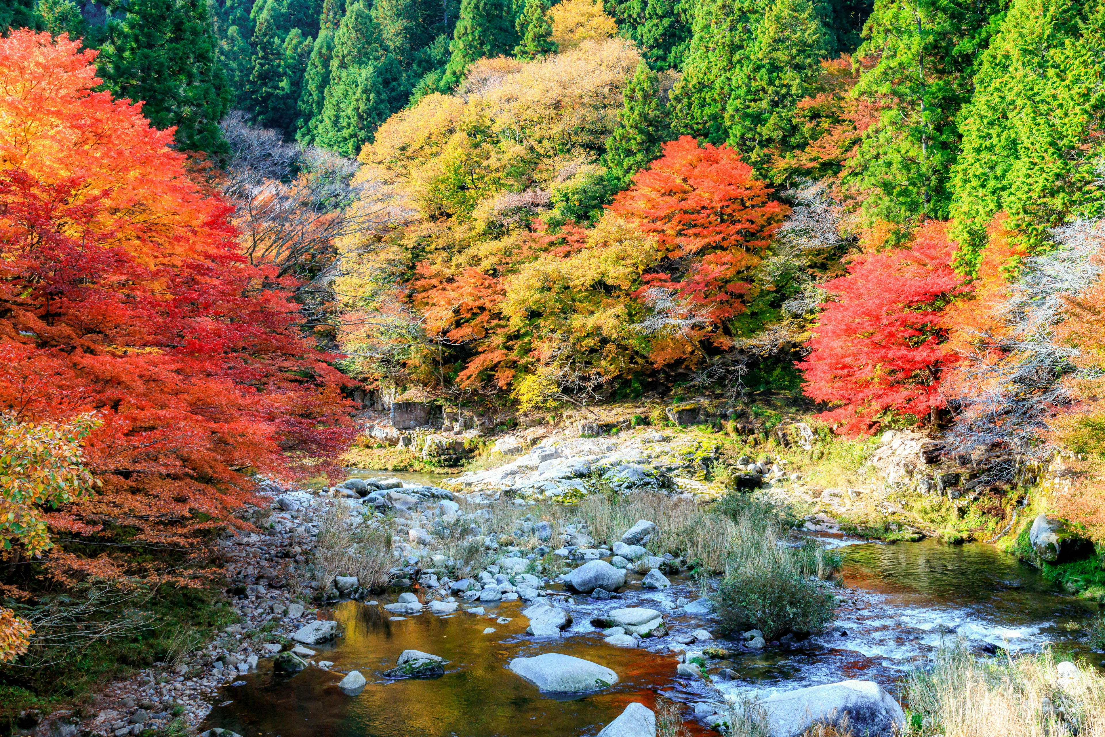 秋天的美麗景色，紅色和橙色的樹木沿著河流