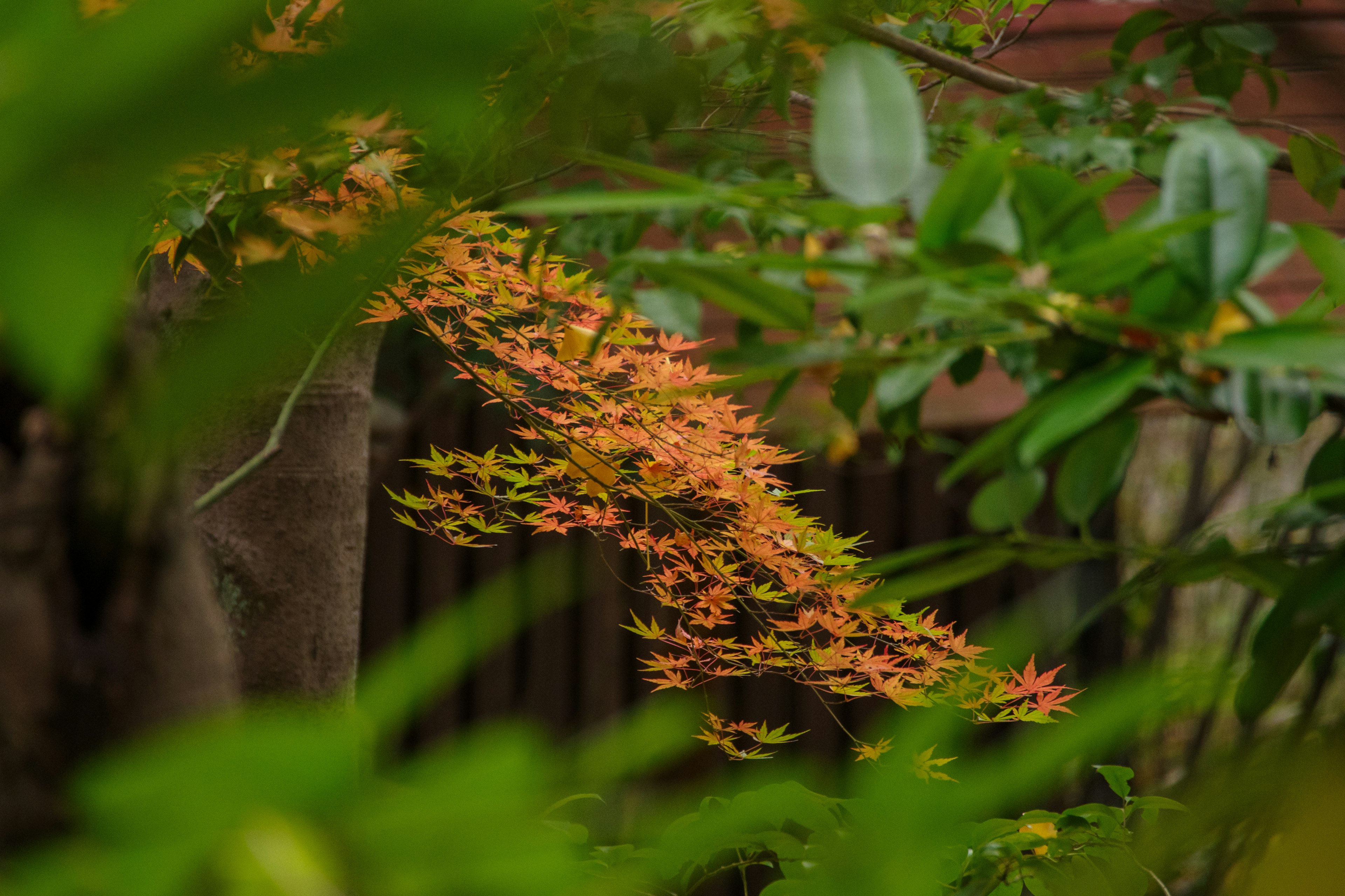 Branche avec des feuilles orange entourée de feuillage vert