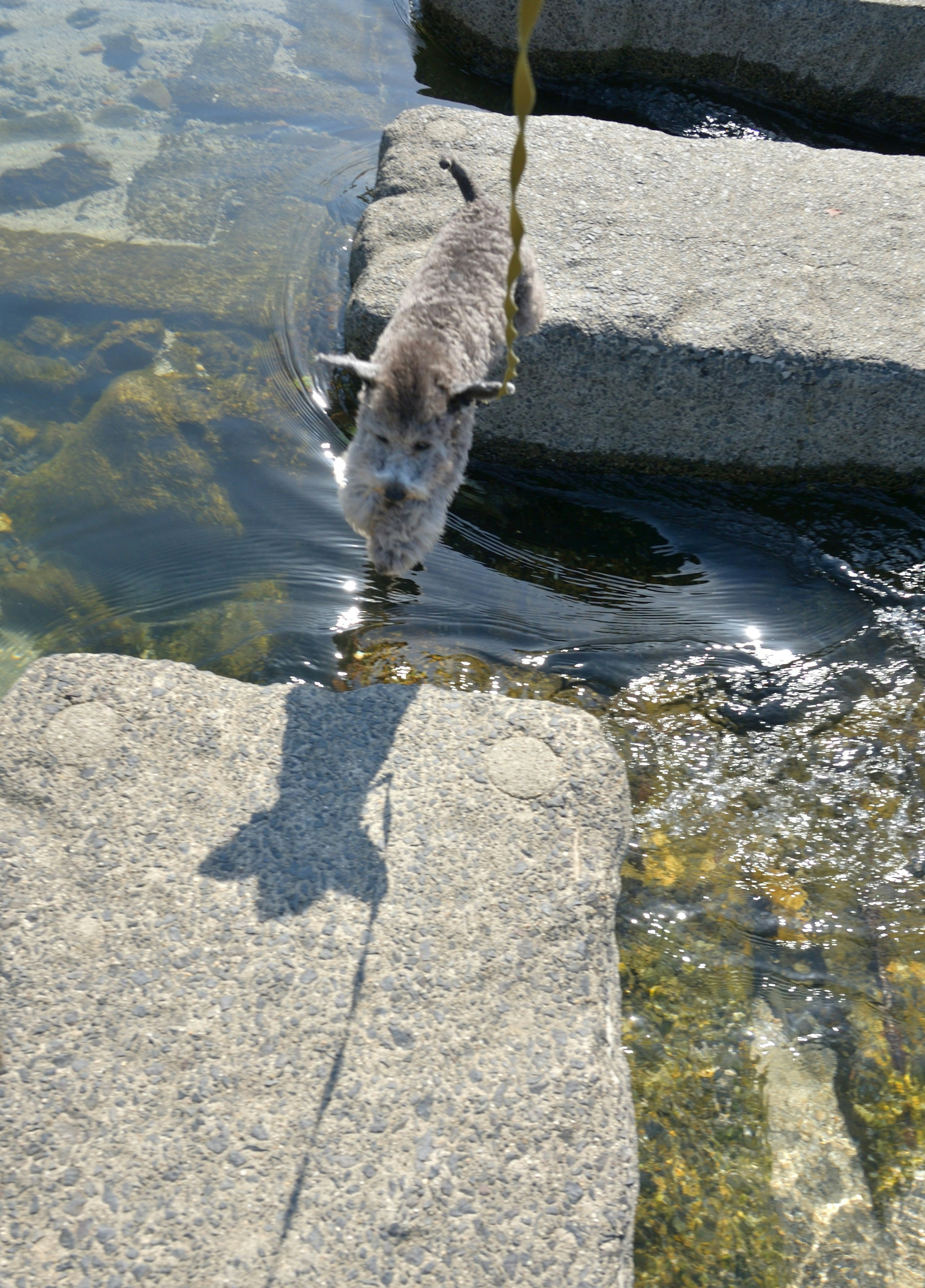 水辺で石の上を歩く犬の姿と影