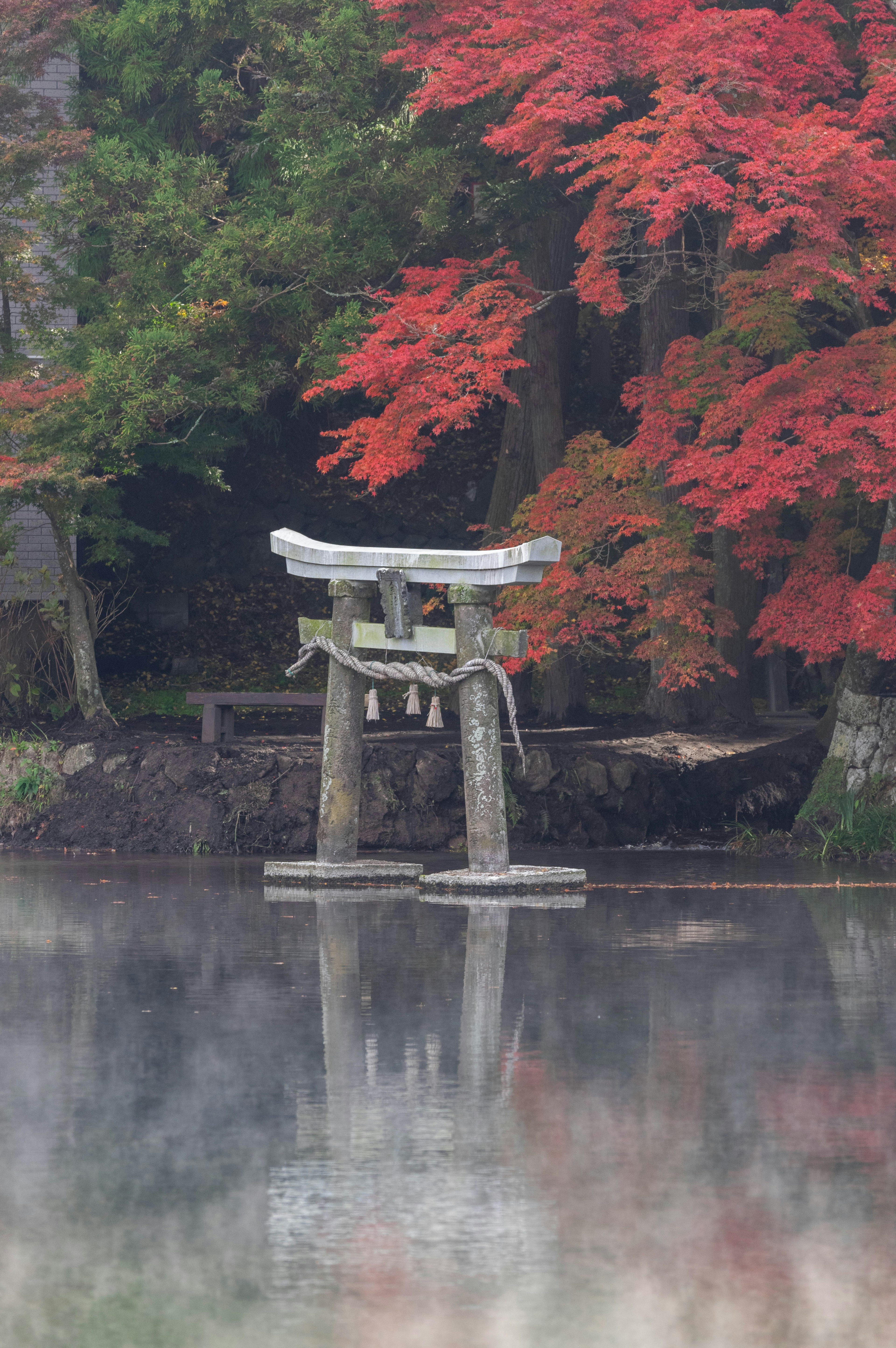 Cổng Torii phản chiếu trên mặt nước với lá mùa thu