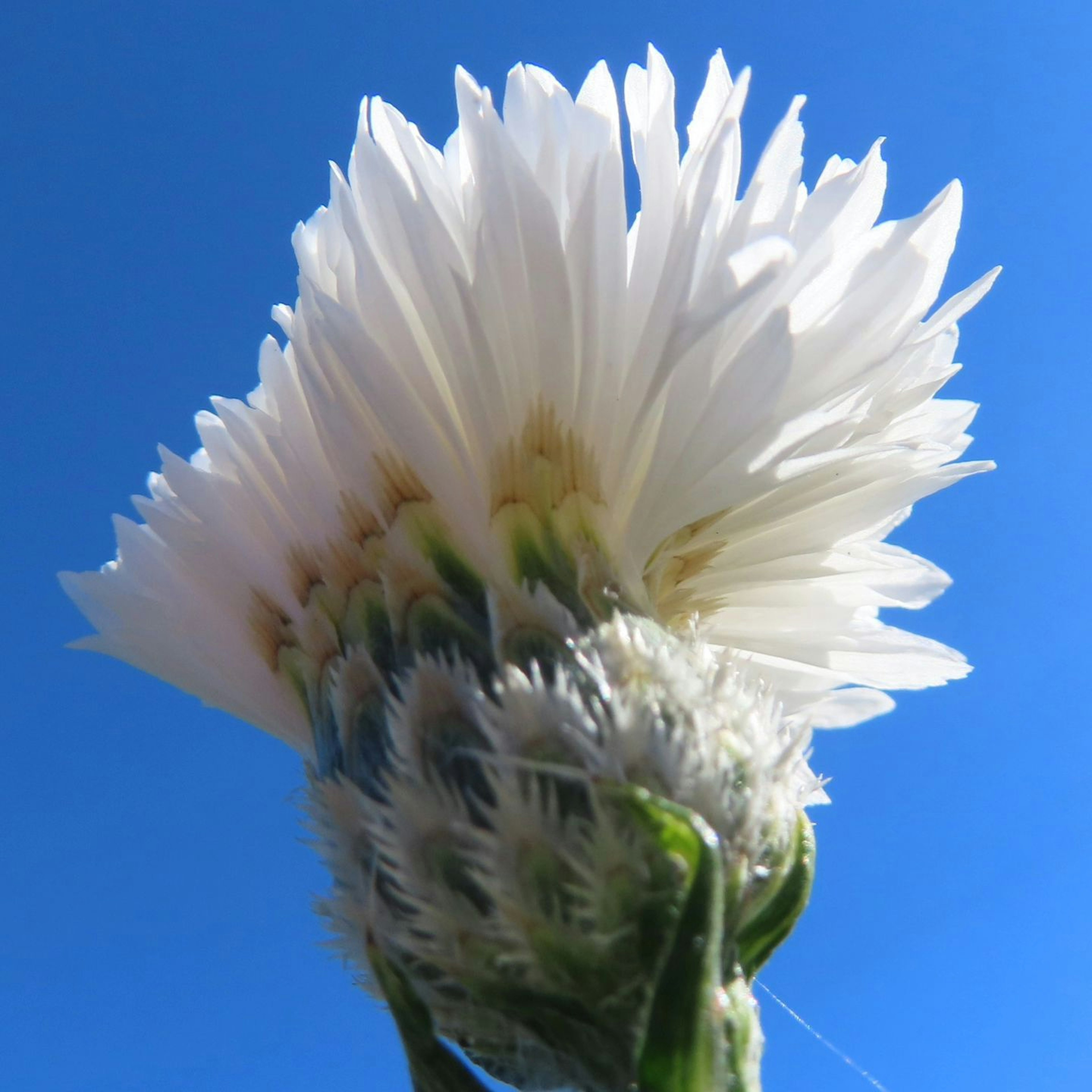 Primo piano di un fiore bianco contro un cielo blu