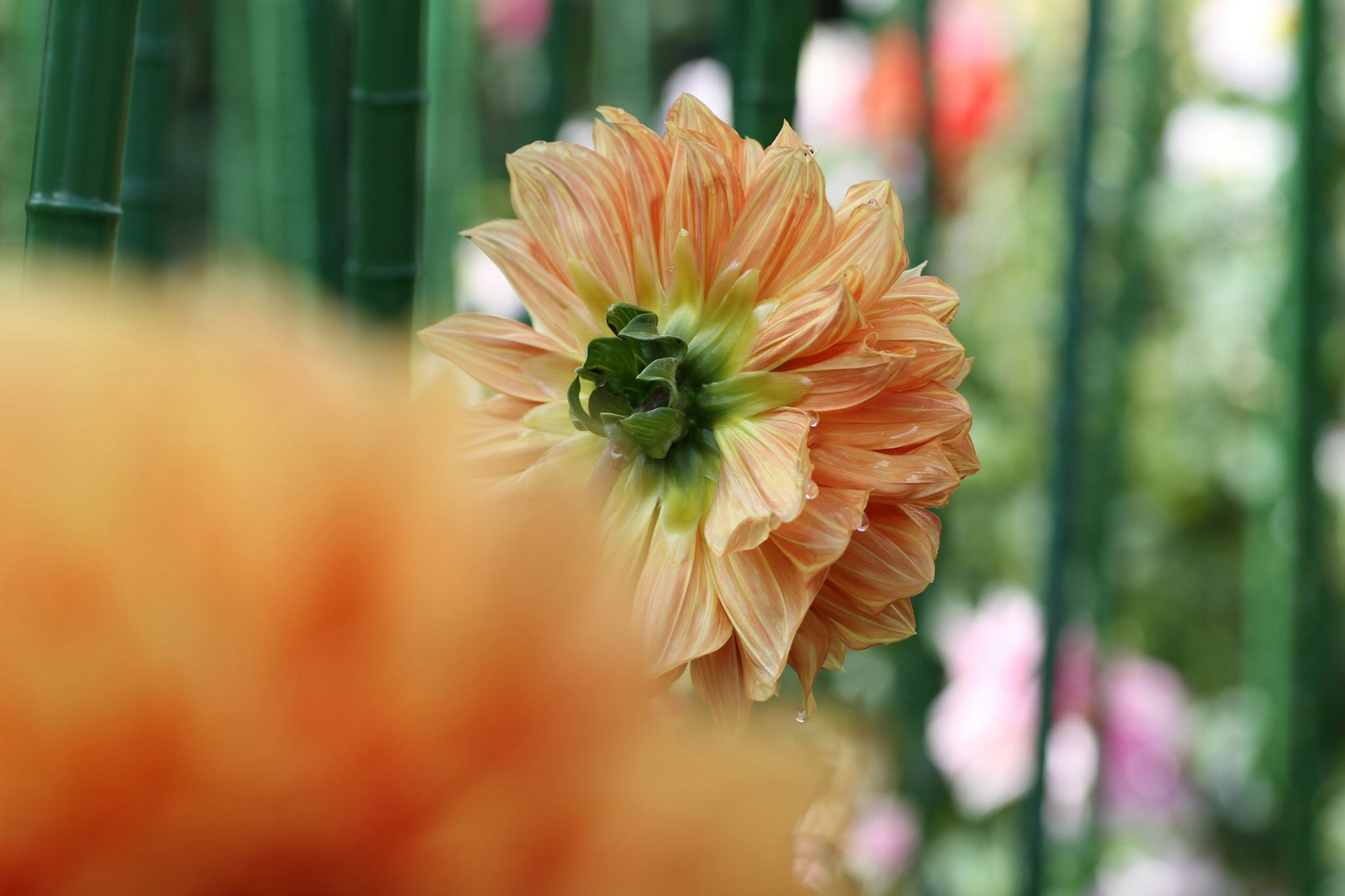 オレンジ色の花が緑の背景に映える美しい画像