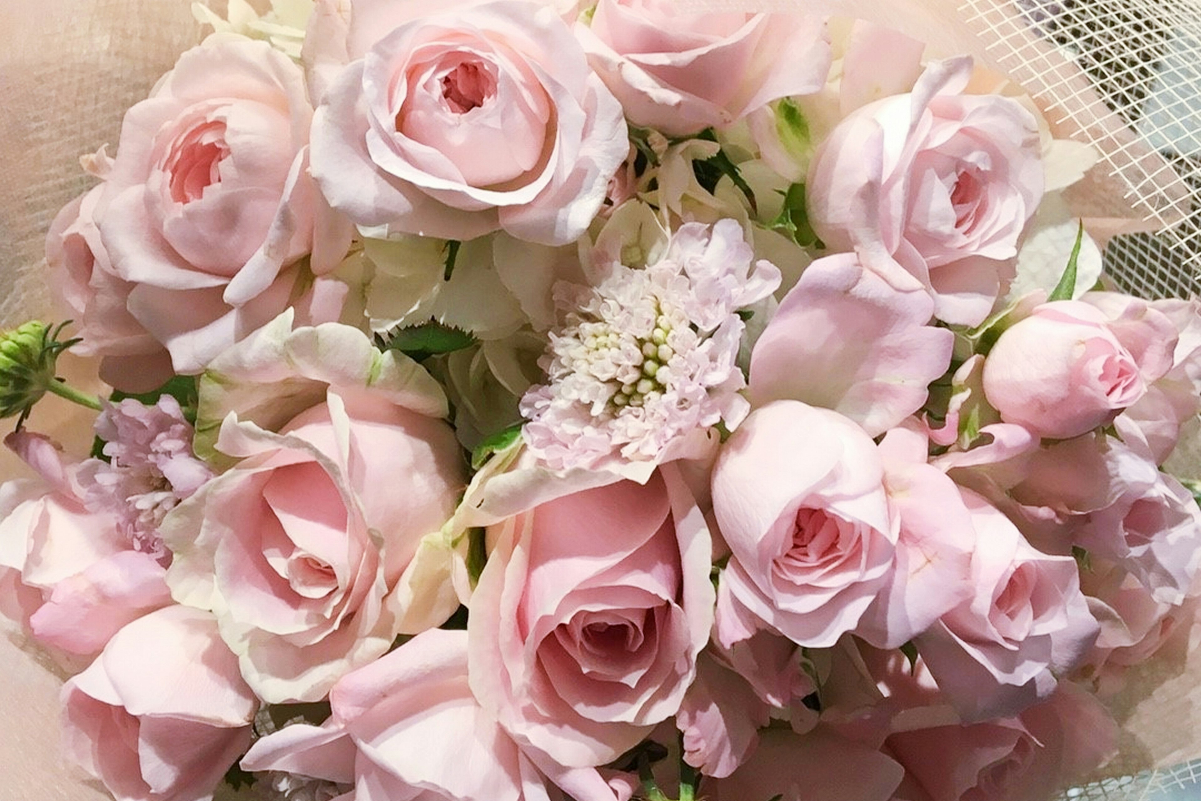 Ramo de rosas rosa suave y flores blancas