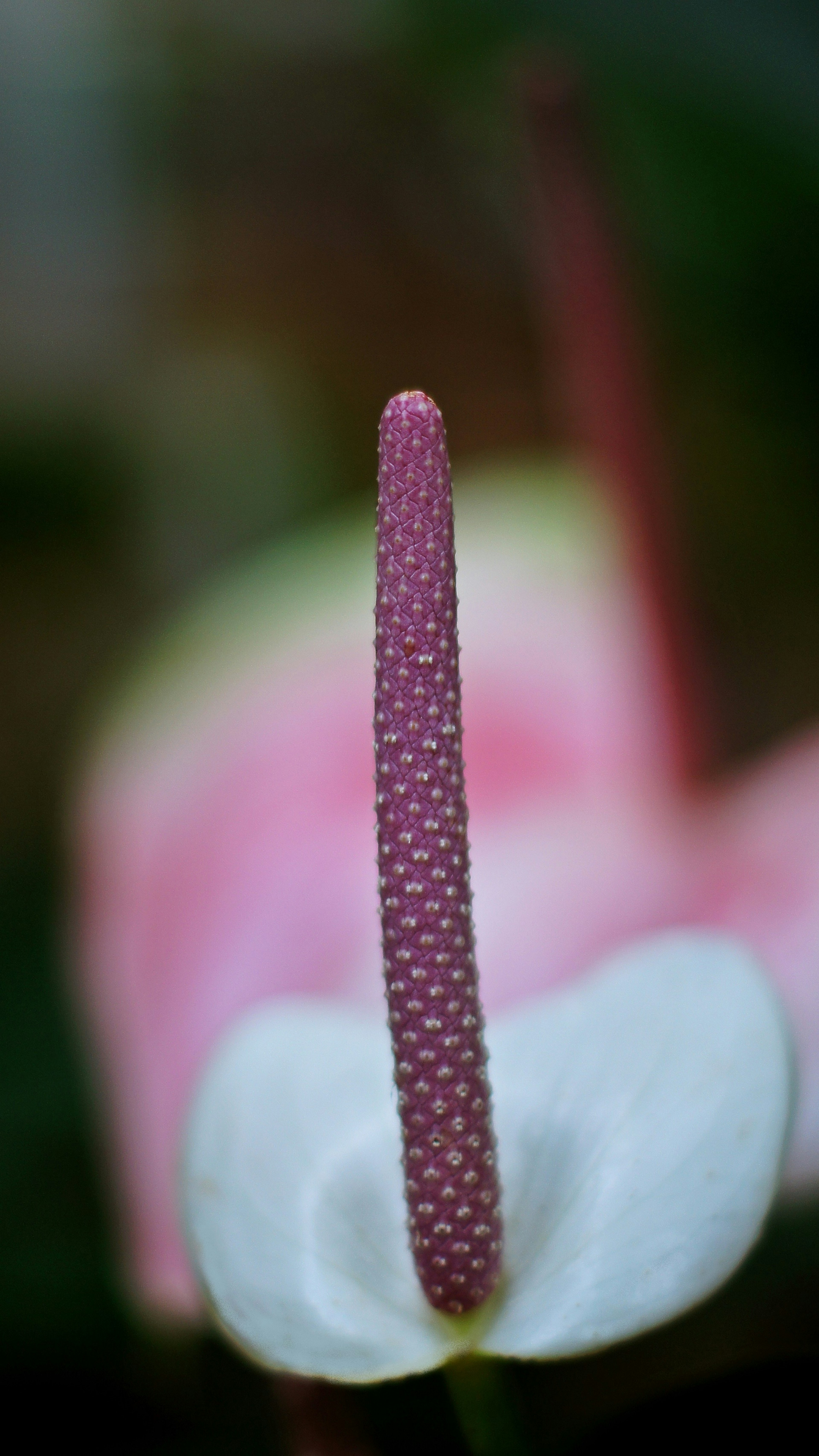 Close-up bunga anthurium dengan kelopak merah muda dan putih serta spadiks panjang