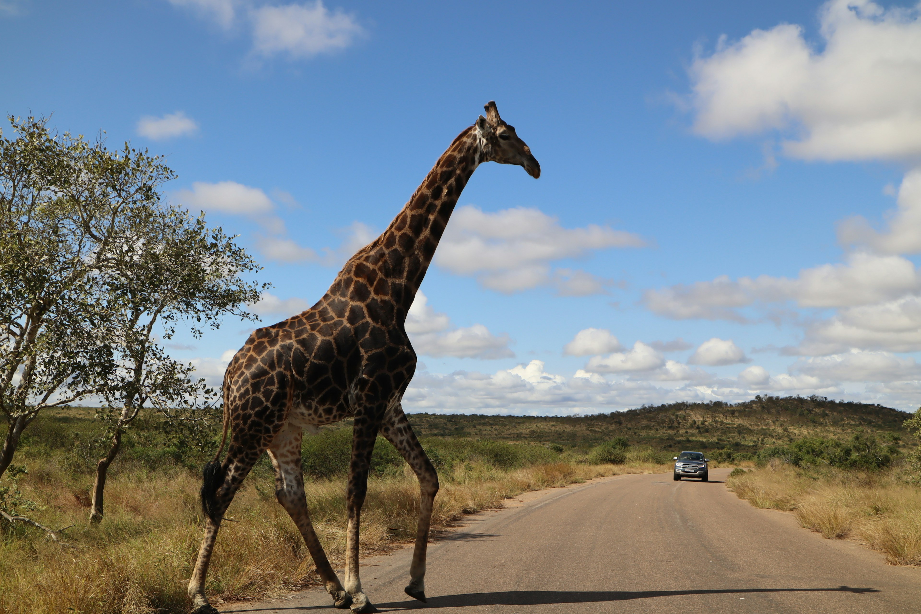 Giraffe crossing the road under a blue sky