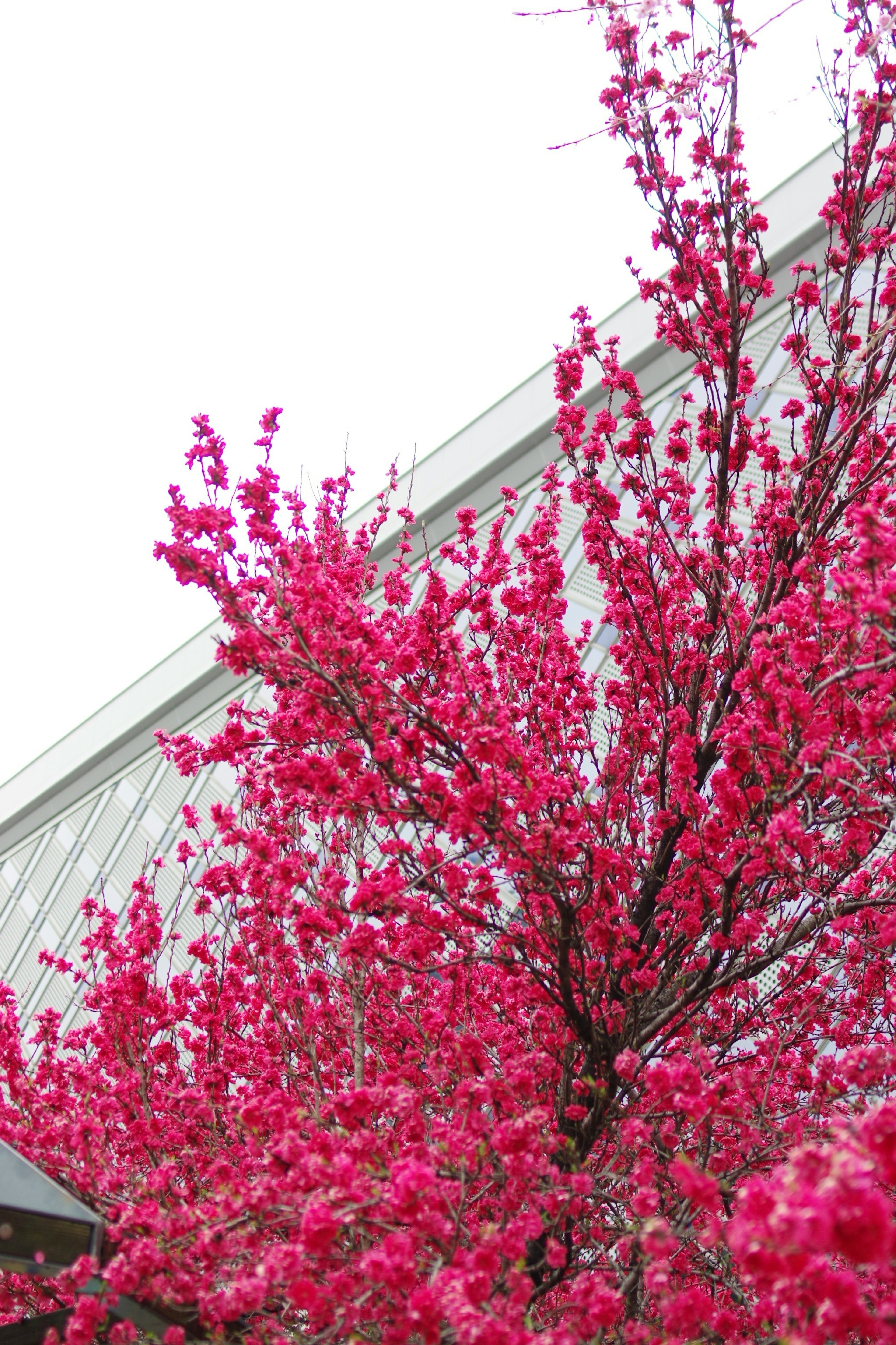 鮮やかなピンクの花が咲く木と白い建物の一部