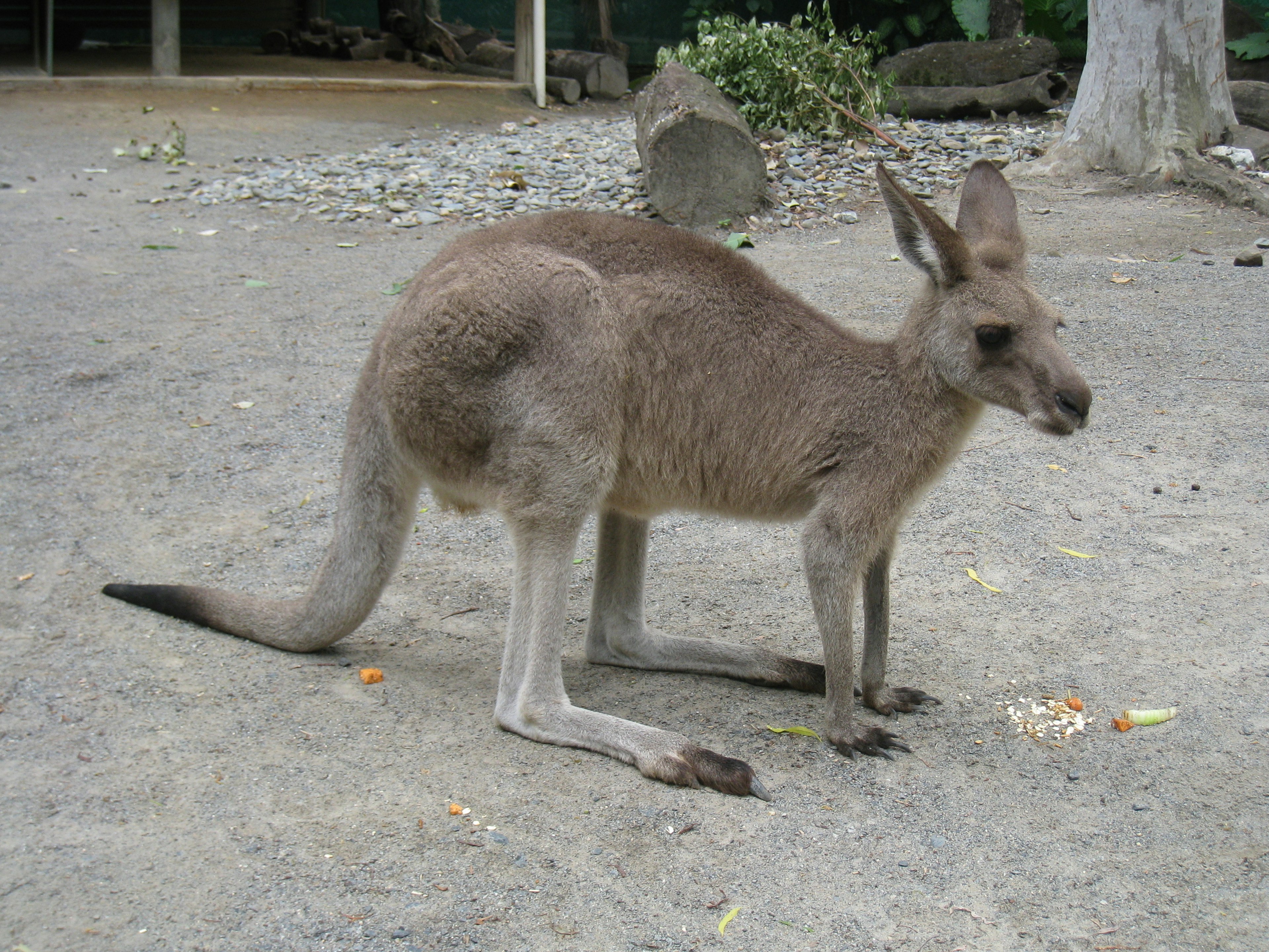 灰色のカンガルーが地面に立っている様子