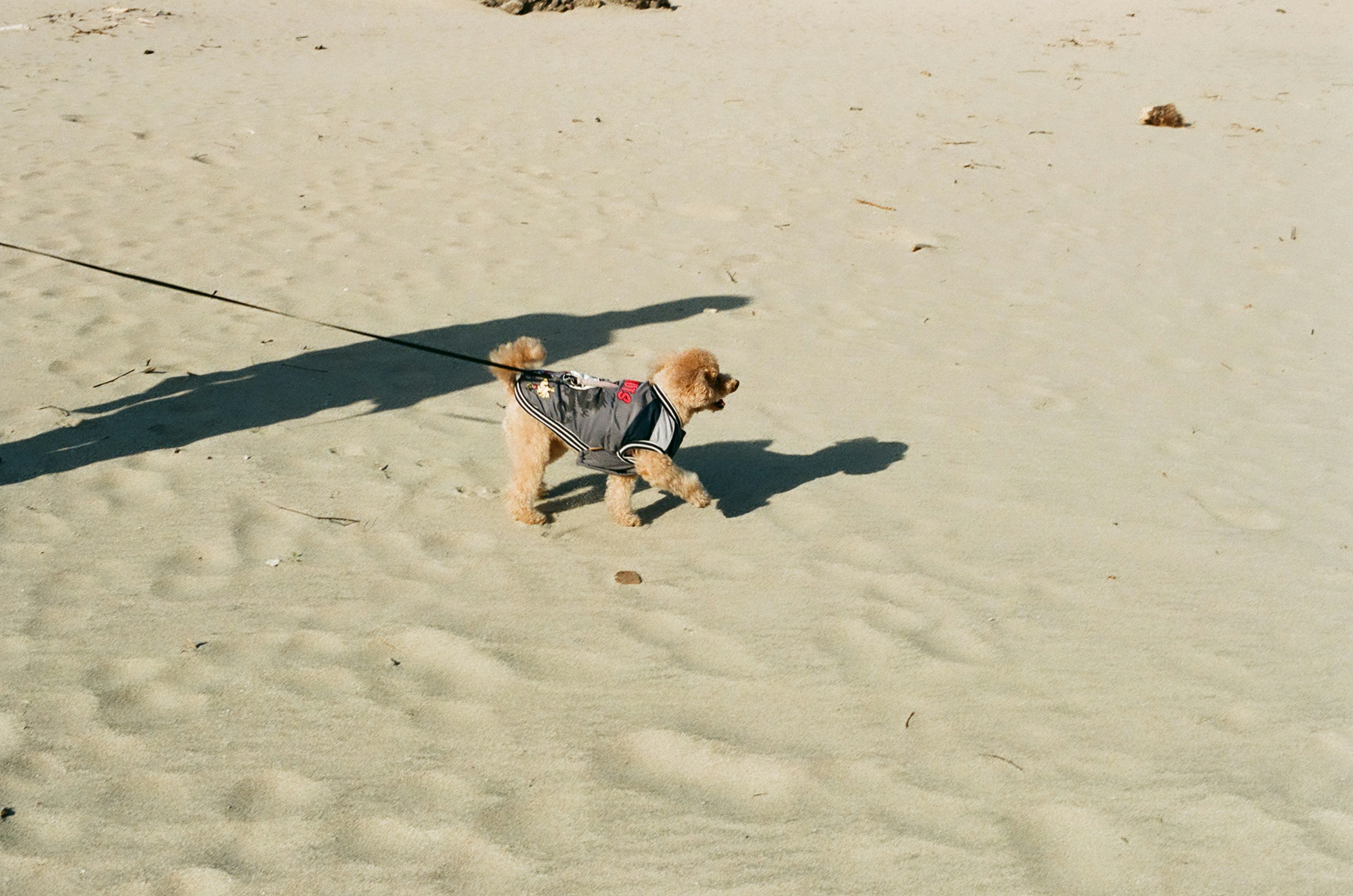 砂浜を走る犬の影と飼い主の影が映る