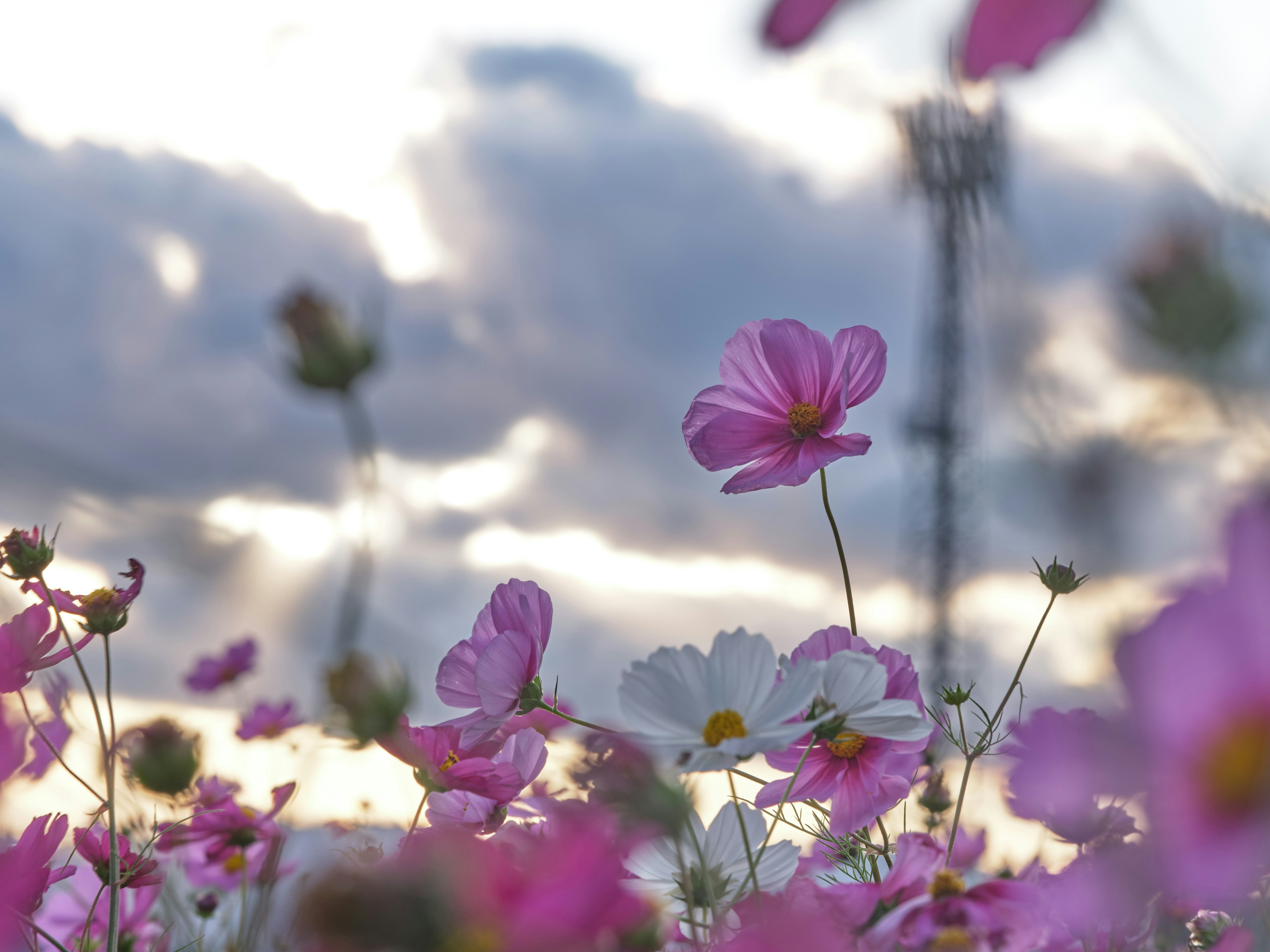 A field of pink and white flowers under a cloudy sky