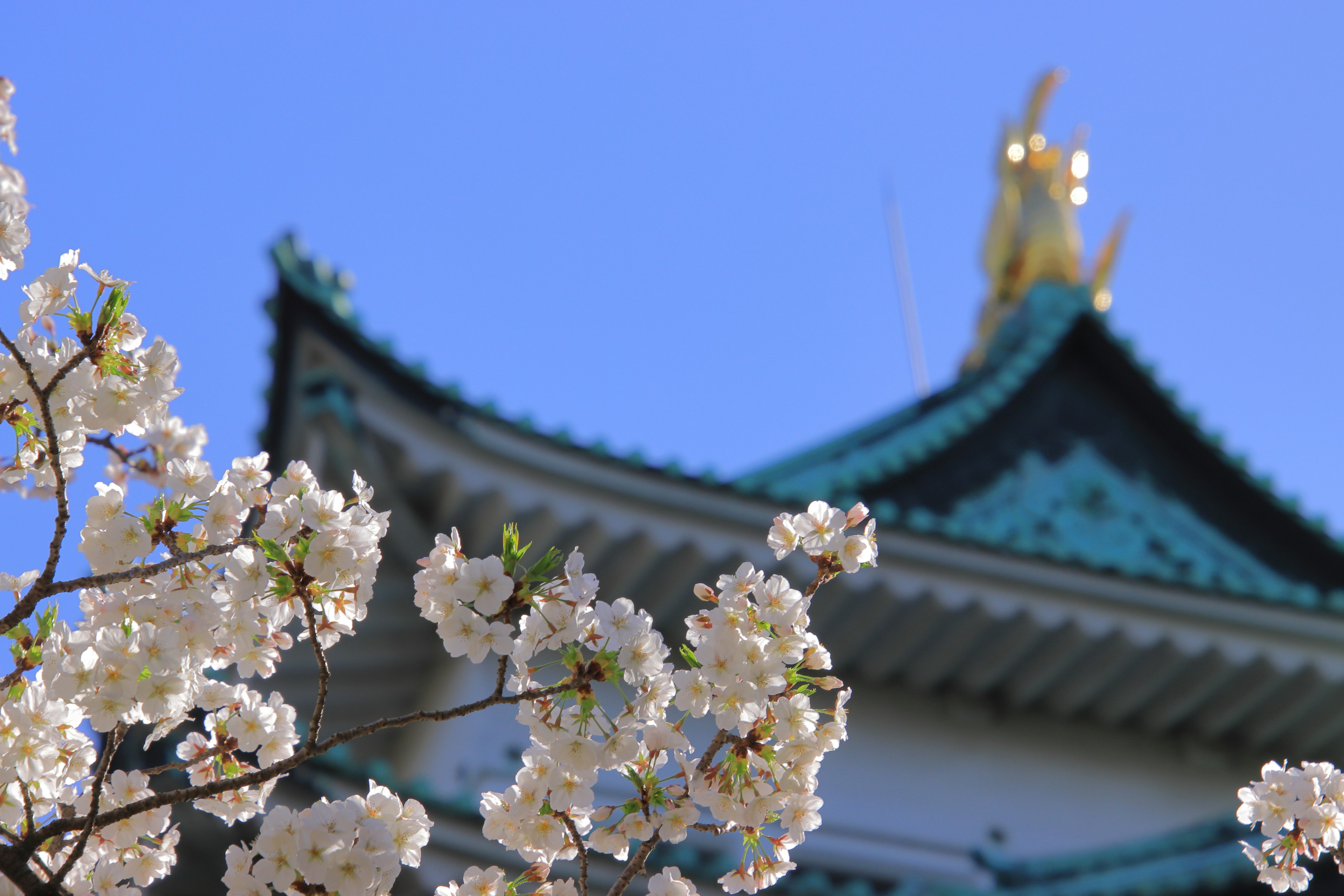 White flowers blooming under a blue sky with a traditional building roof and a golden statue