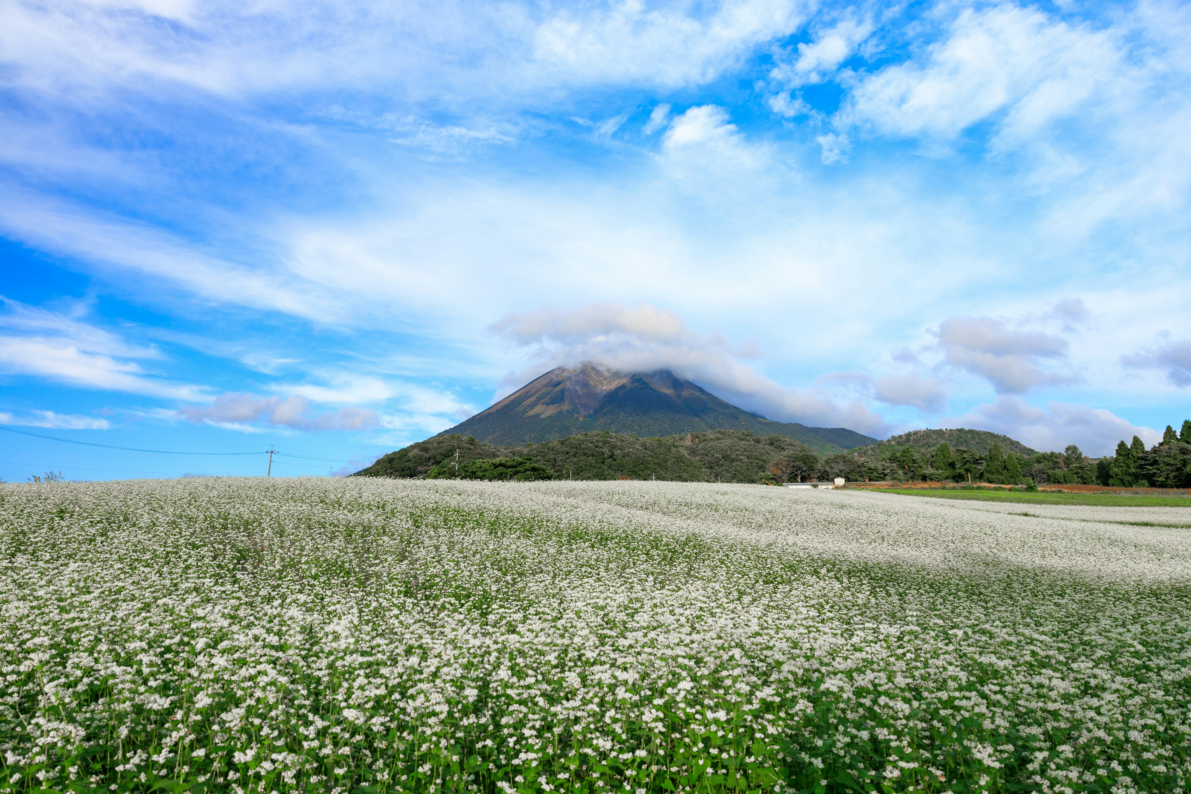 青い空と雲に囲まれた山と白い花畑