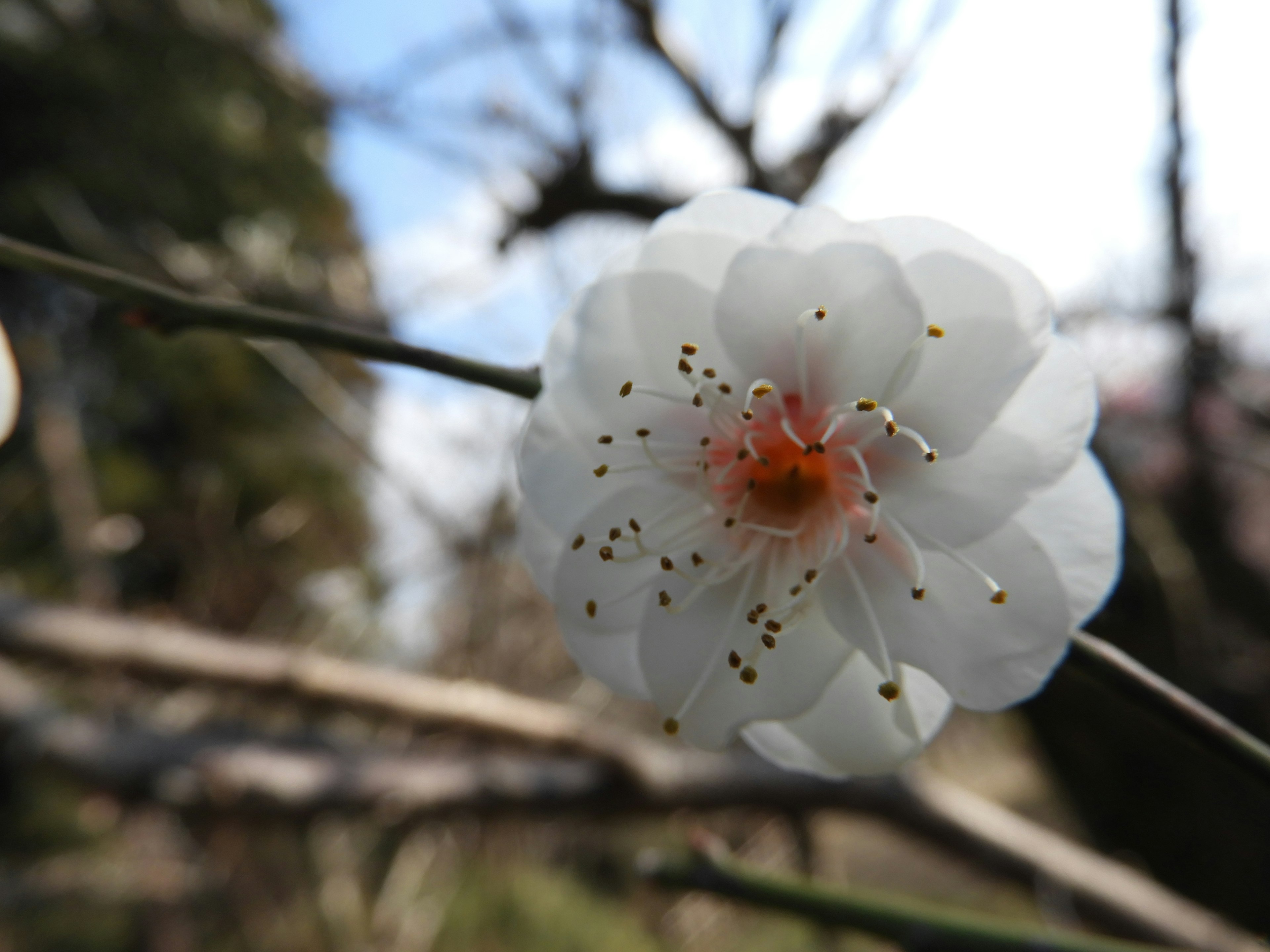 白色花朵特寫在樹枝上，背景為藍天