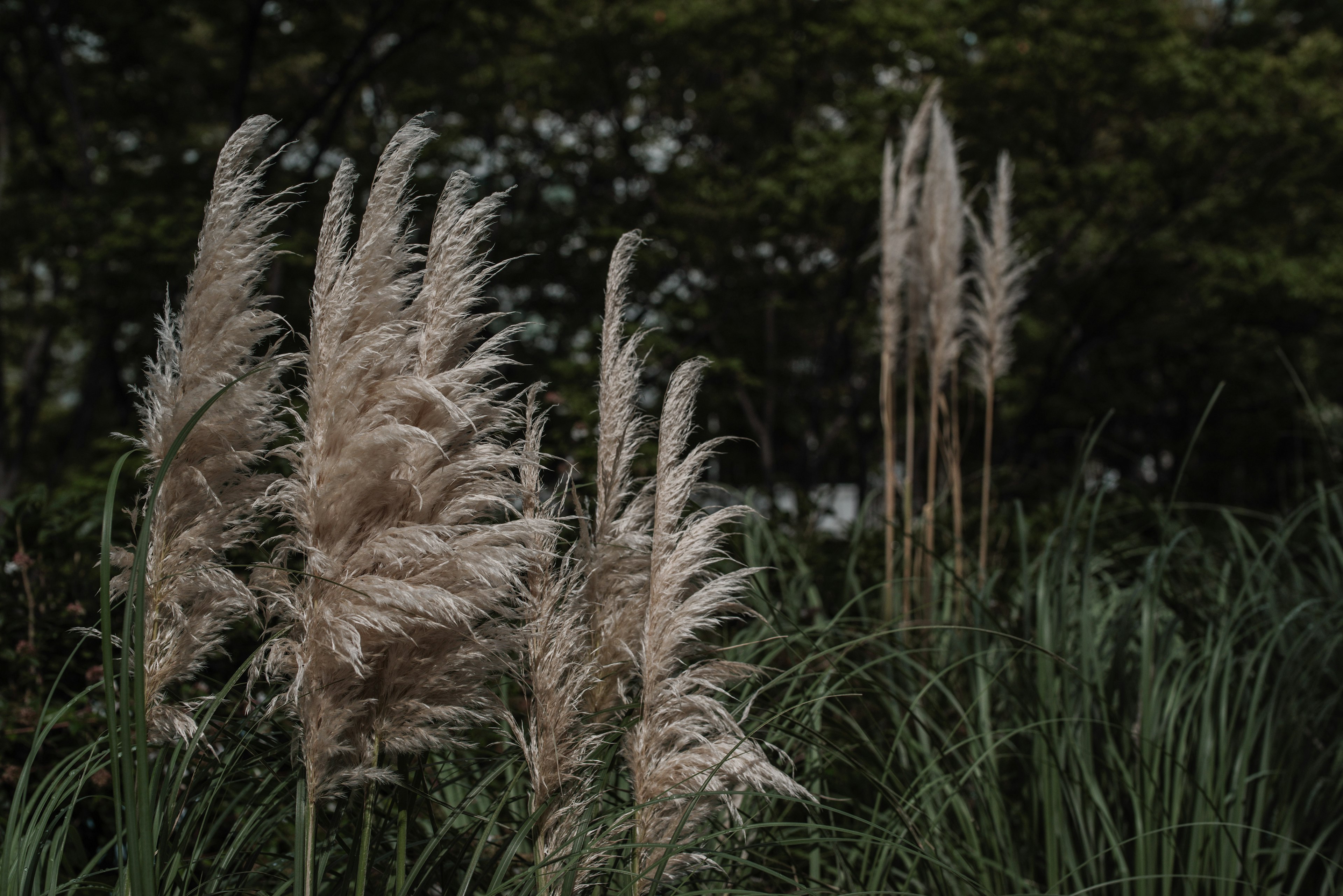 薄暗い背景に立つ穂のある草の群れ