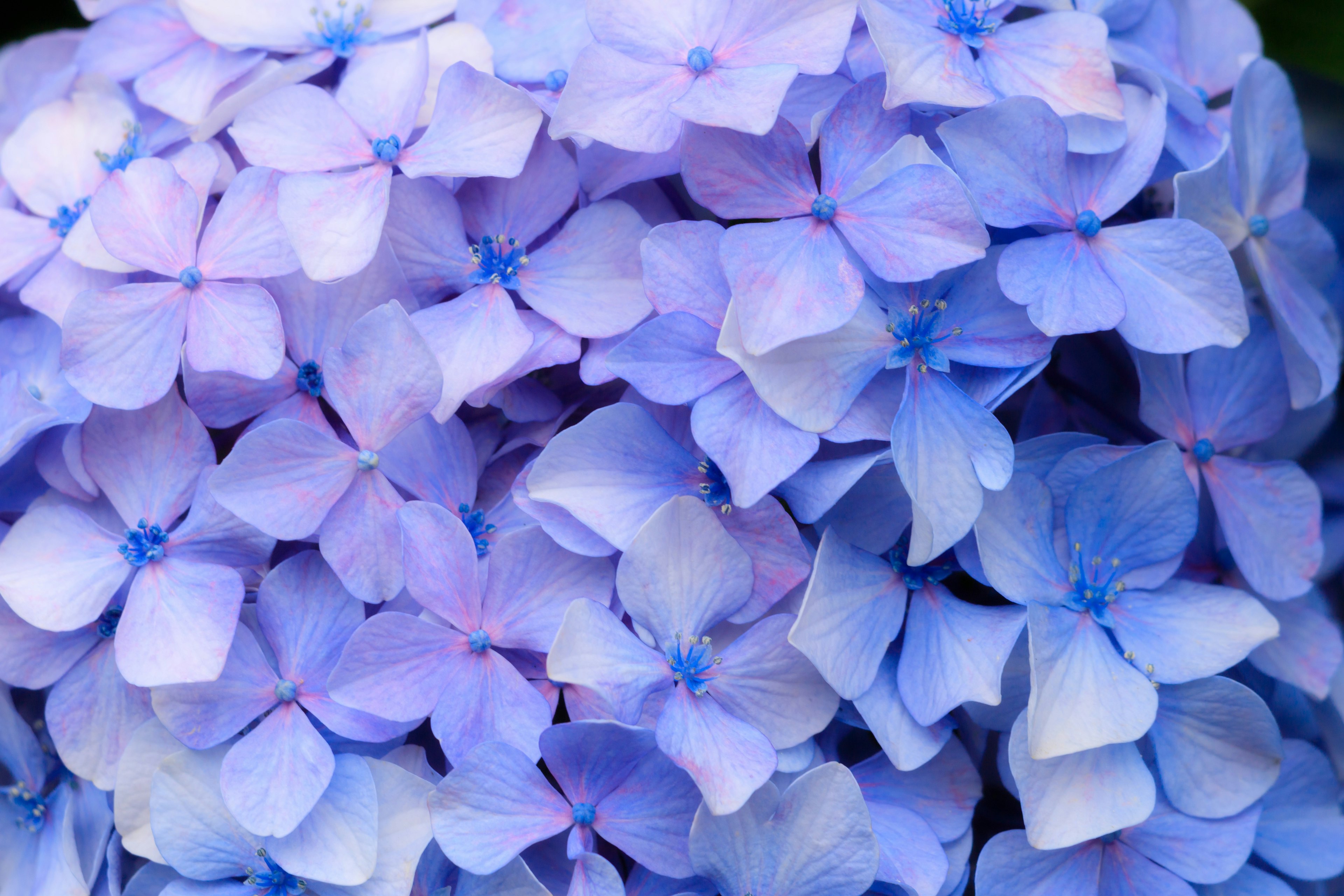 Grupo de pétalos de hortensia azul