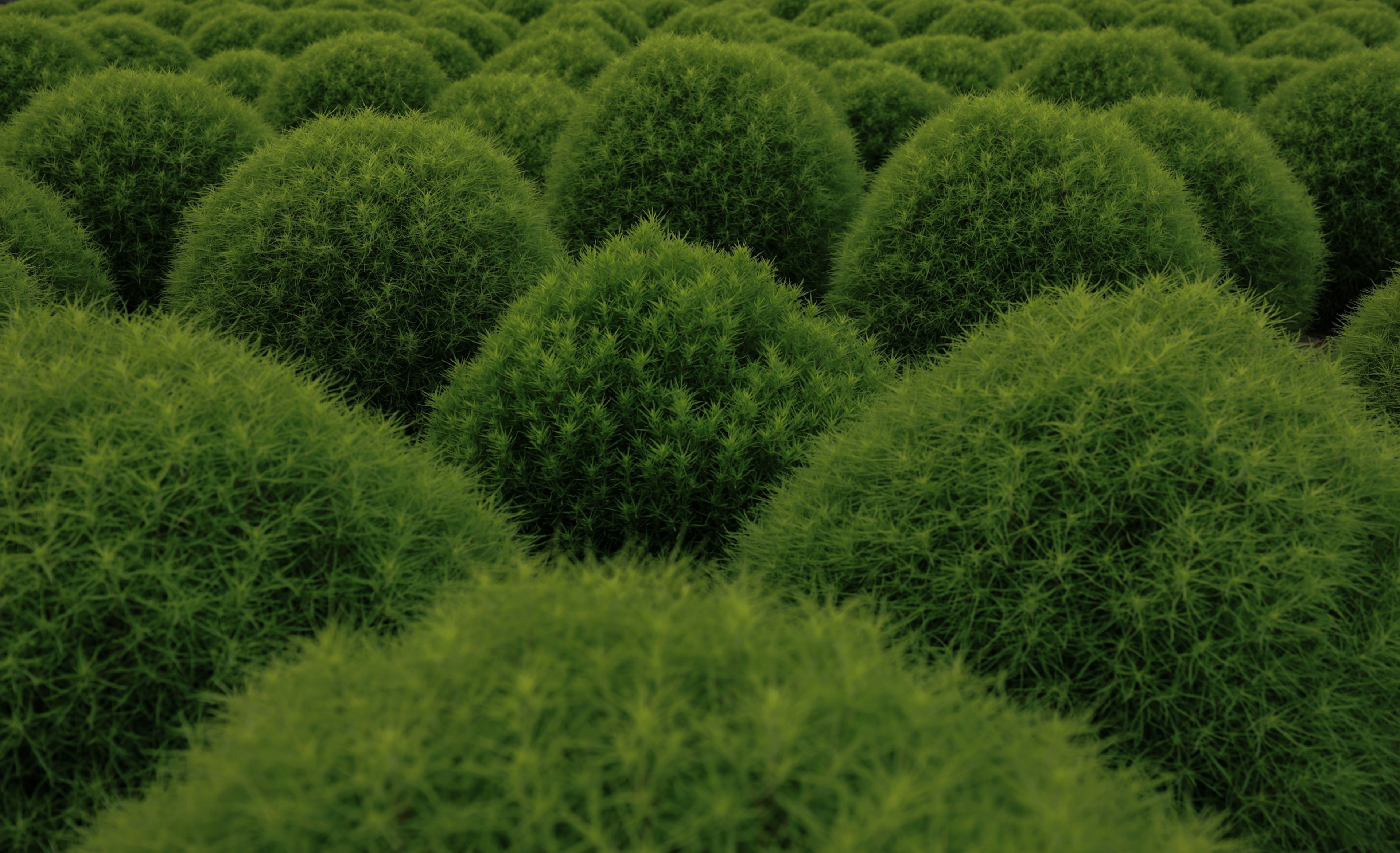 A landscape of rounded green shrubs arranged in clusters