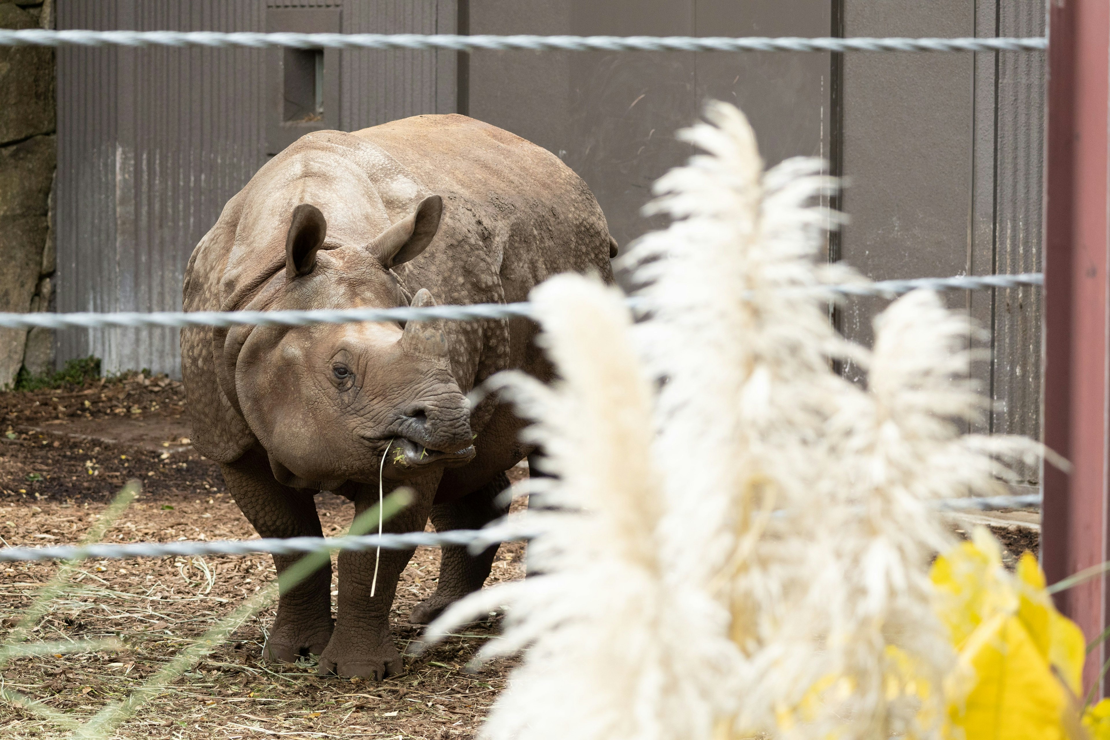 Un rhinocéros mangeant de l'herbe dans un cadre de zoo avec des plantes décoratives au premier plan