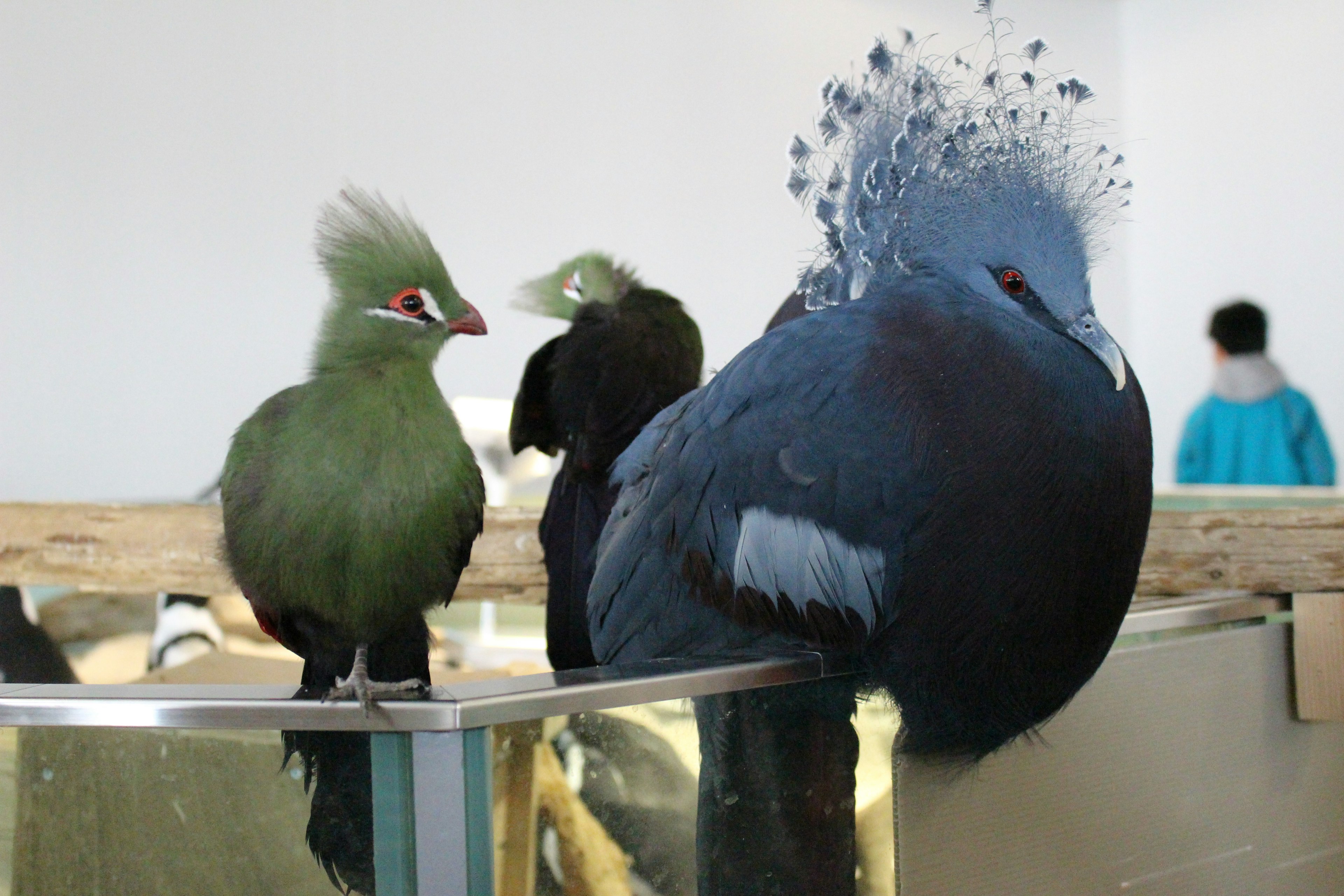 A blue-feathered bird and a green-feathered bird are standing side by side