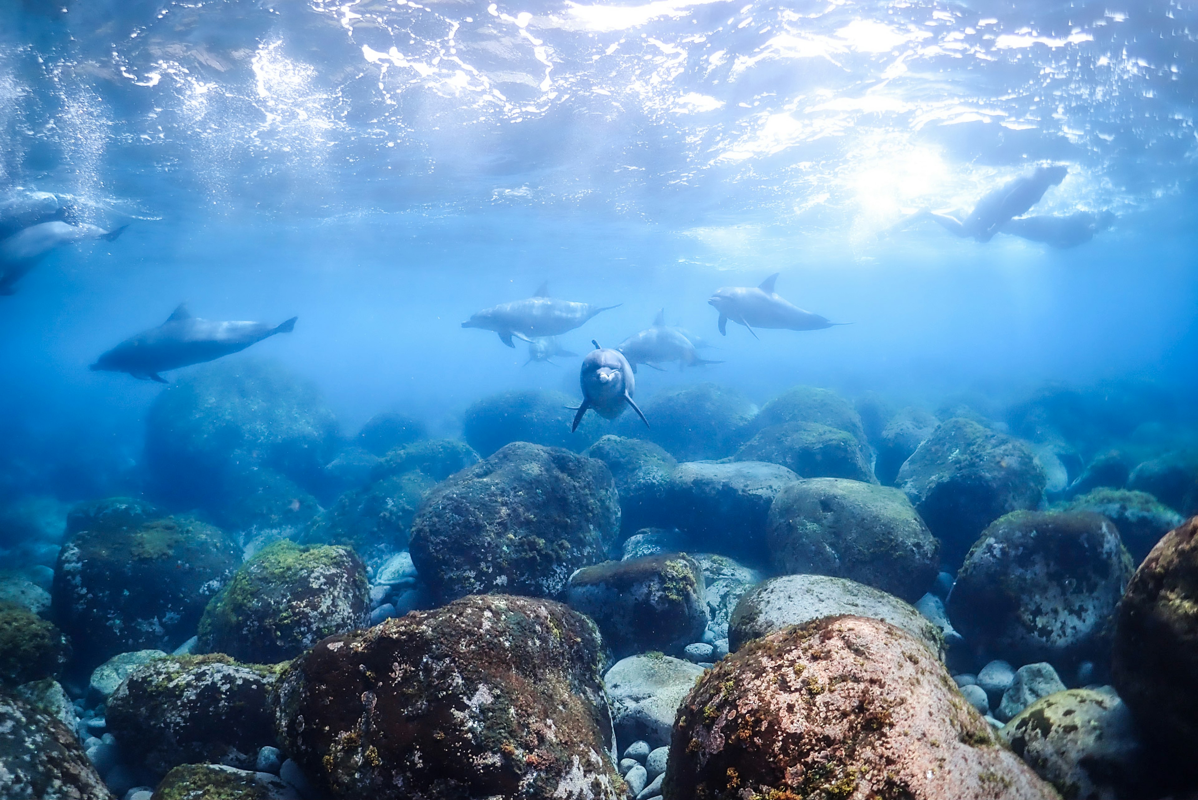 Underwater scene featuring rocks and a pod of dolphins swimming