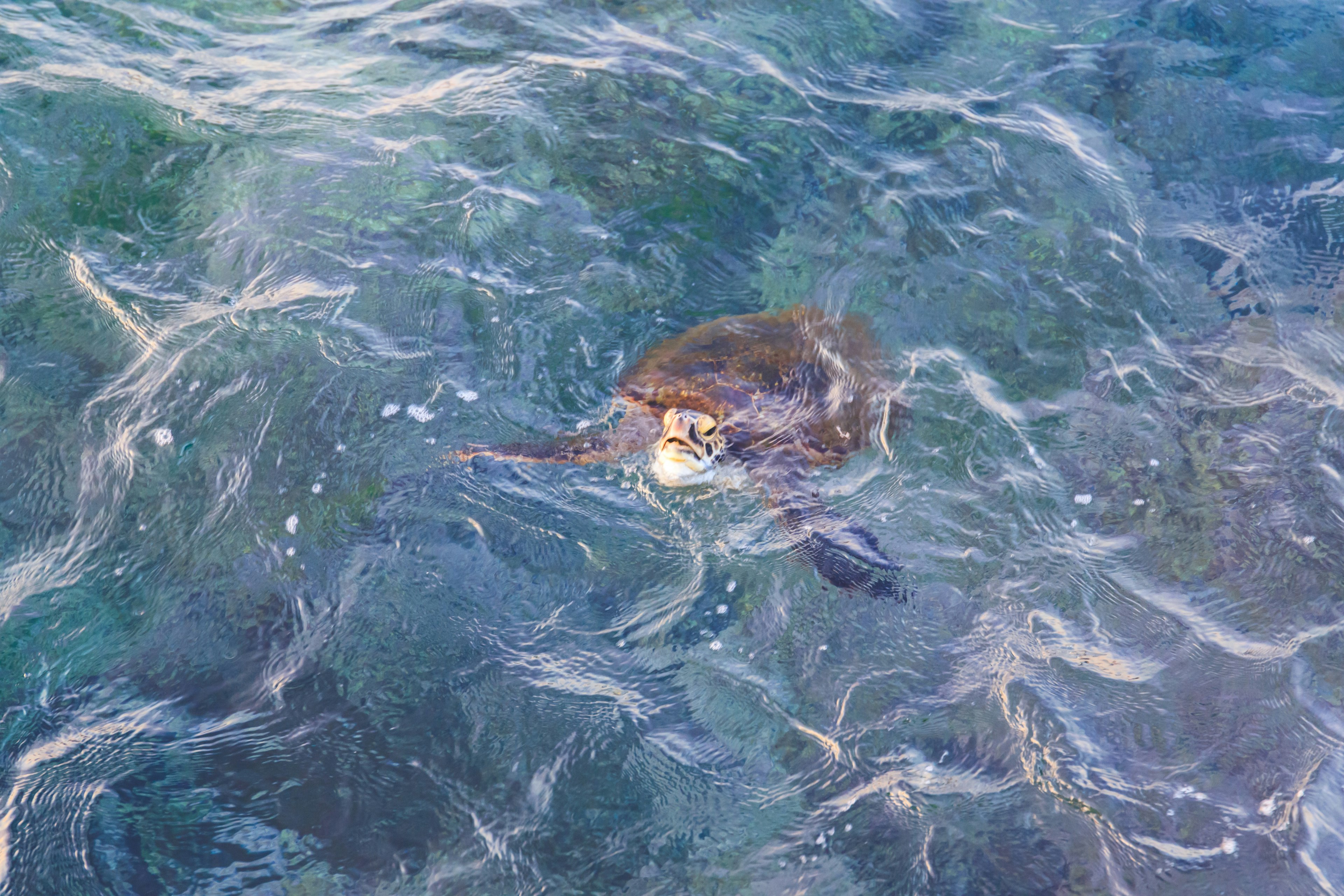 Une tortue de mer nageant dans l'eau parmi les vagues