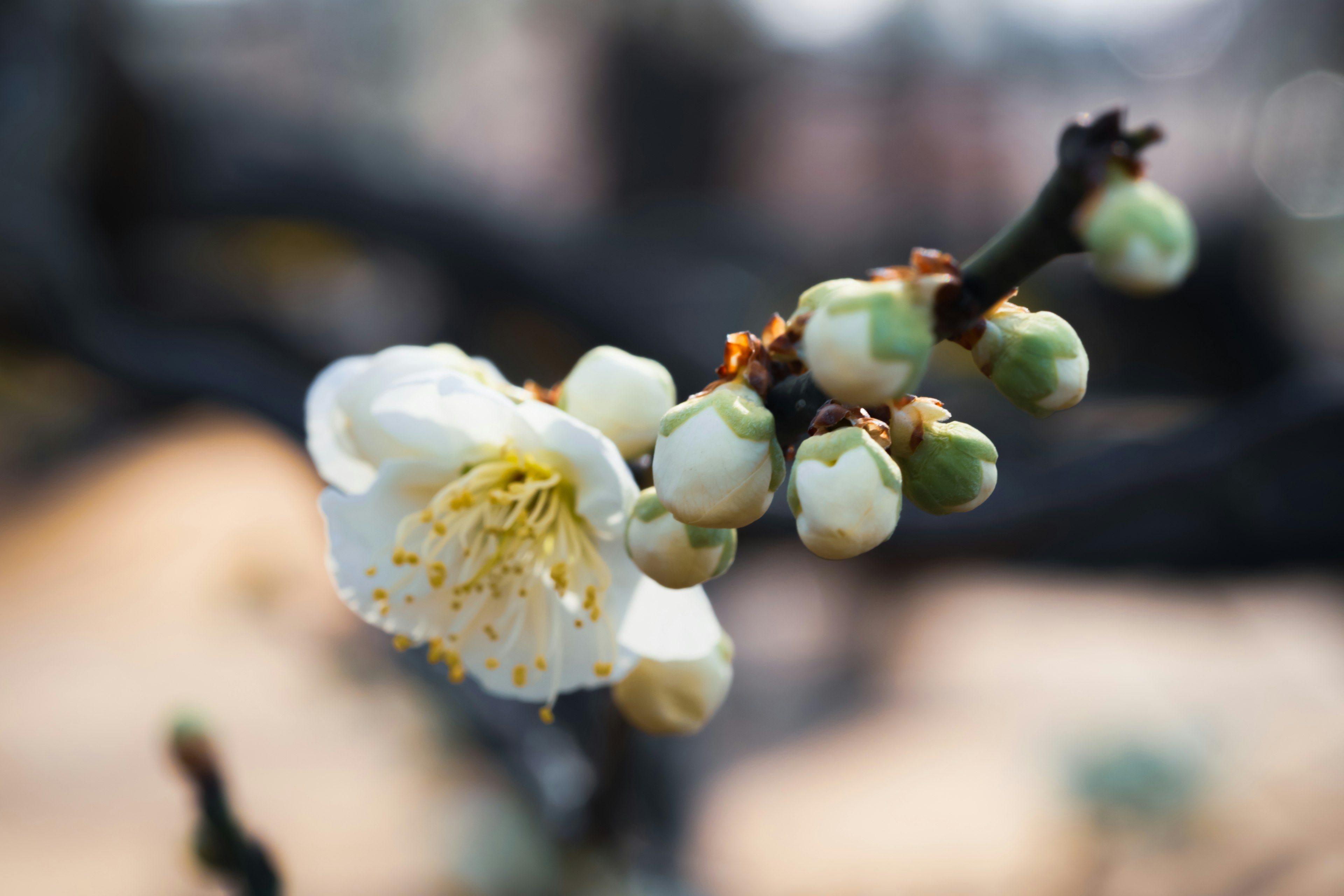 Primo piano di un fiore di prugno bianco e boccioli su un ramo