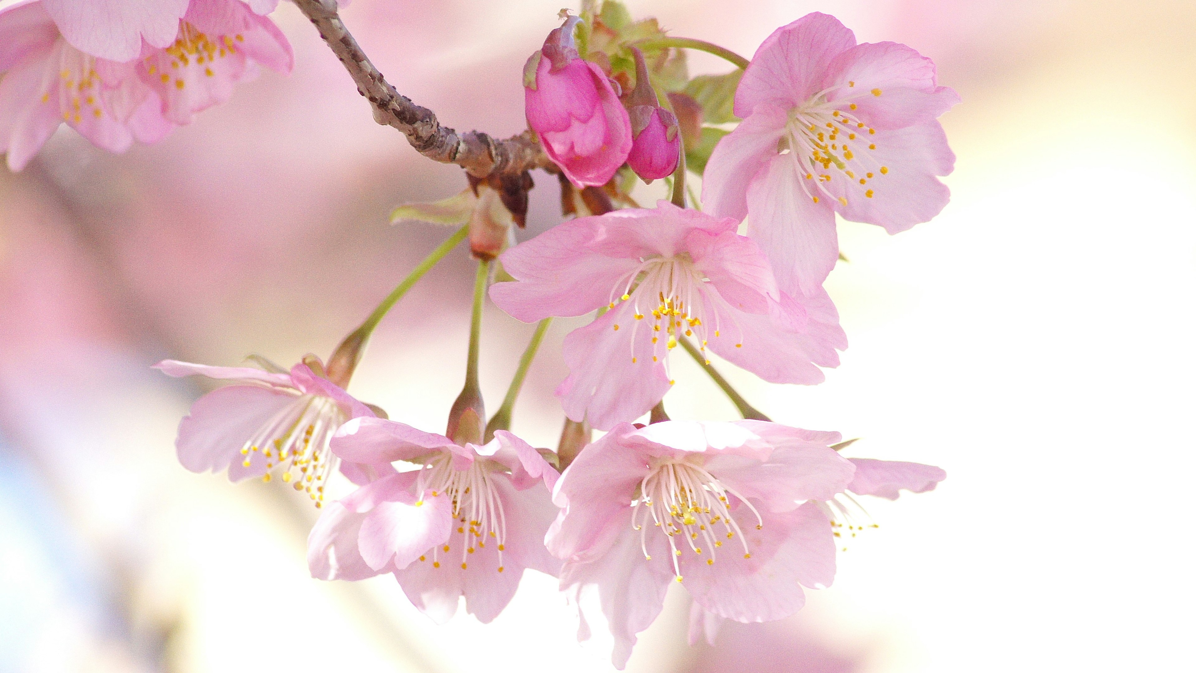 Close-up bunga sakura di cabang