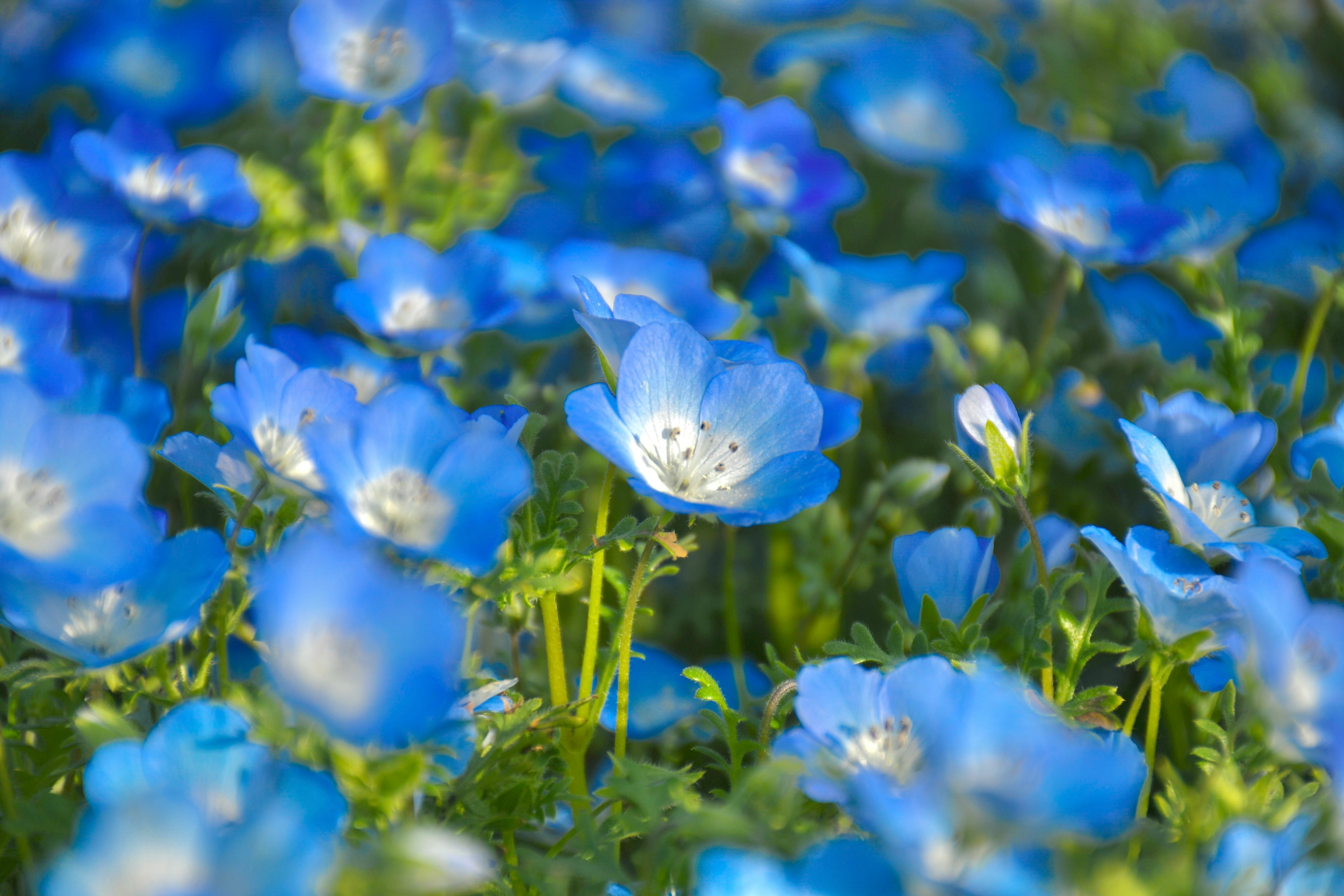 青い花々が咲き誇る風景