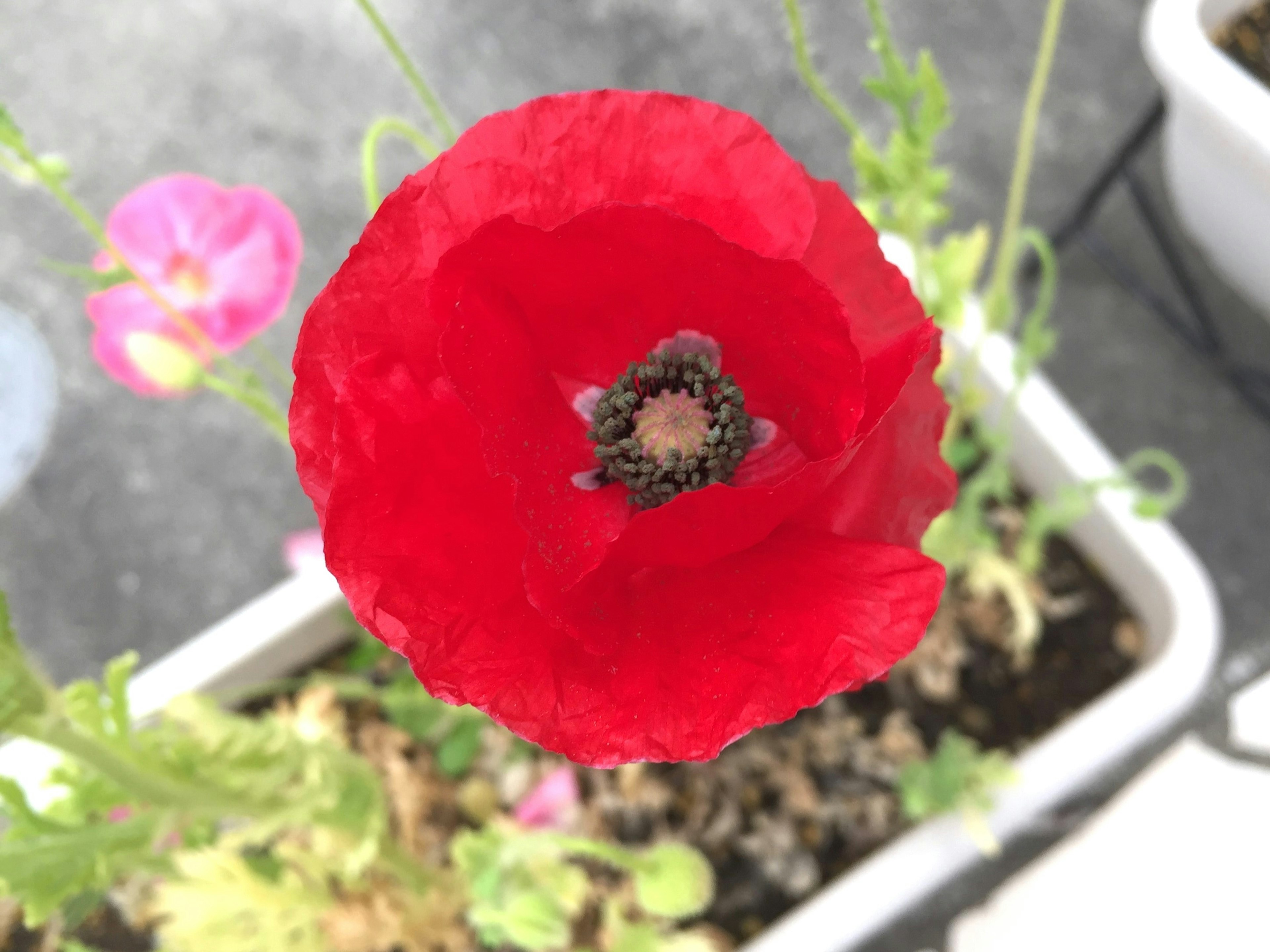 Primer plano de una flor de amapola roja