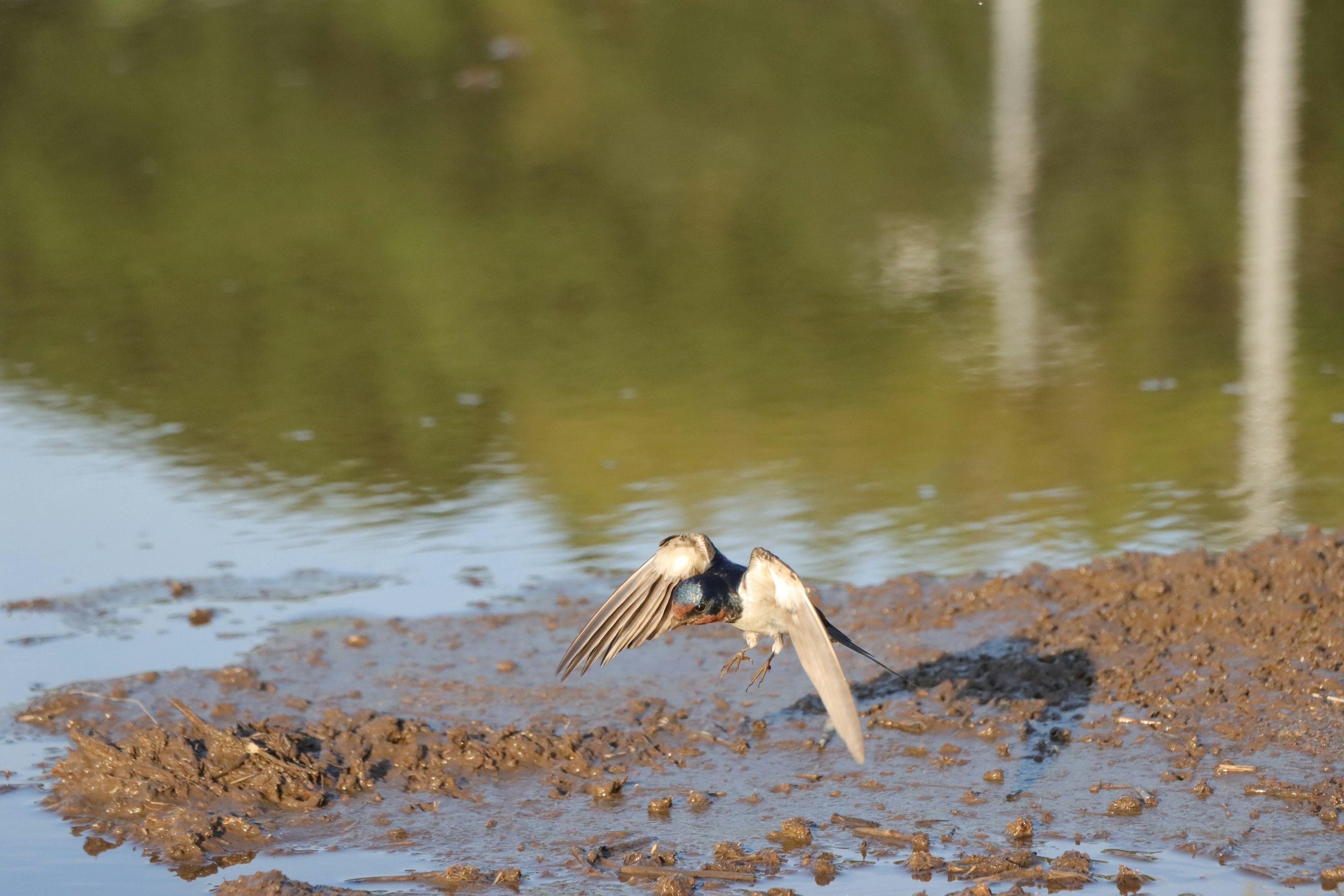 Un piccolo uccello che prende il volo vicino all'acqua con riflessi sulla superficie