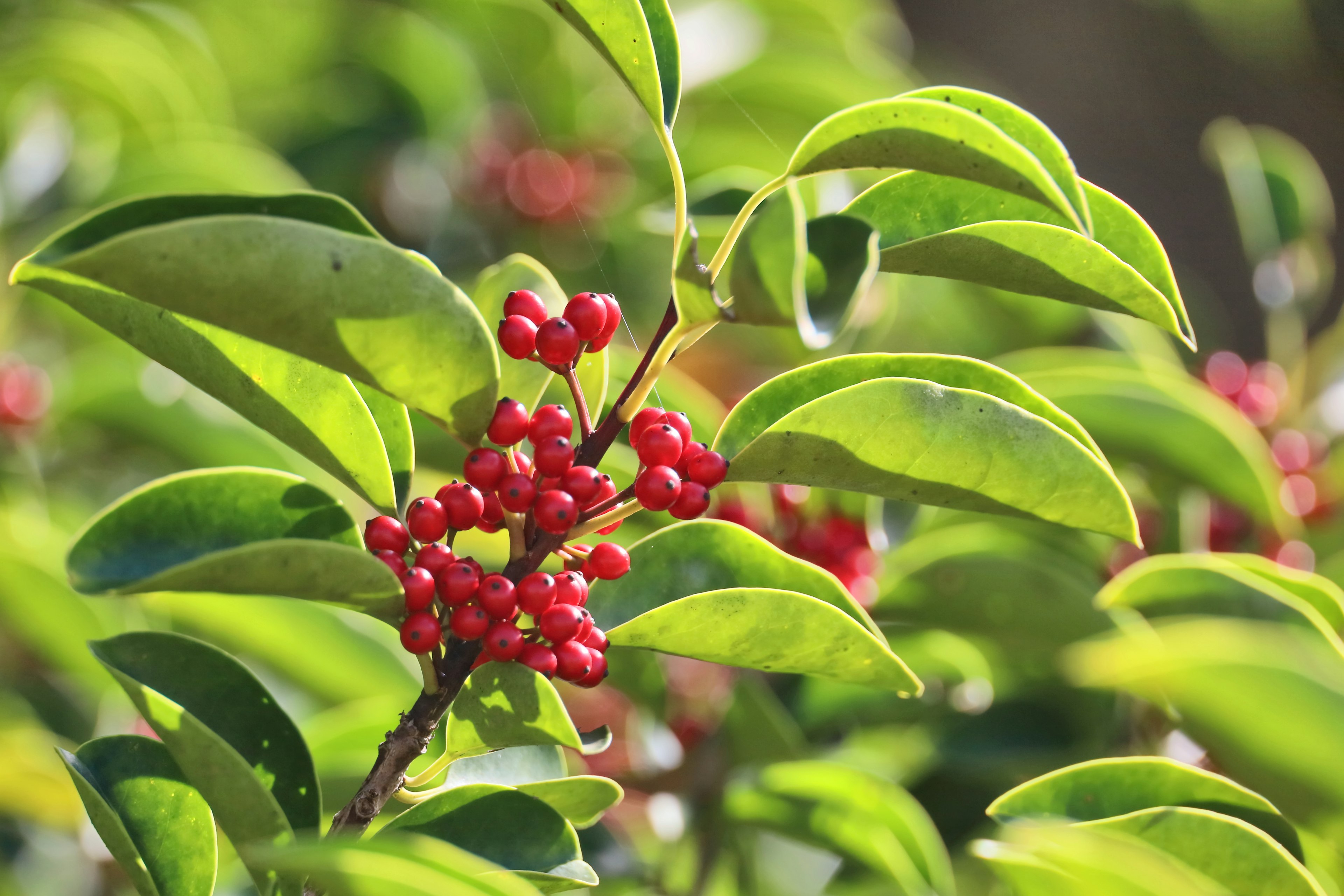 Nahaufnahme einer Pflanze mit roten Beeren und grünen Blättern